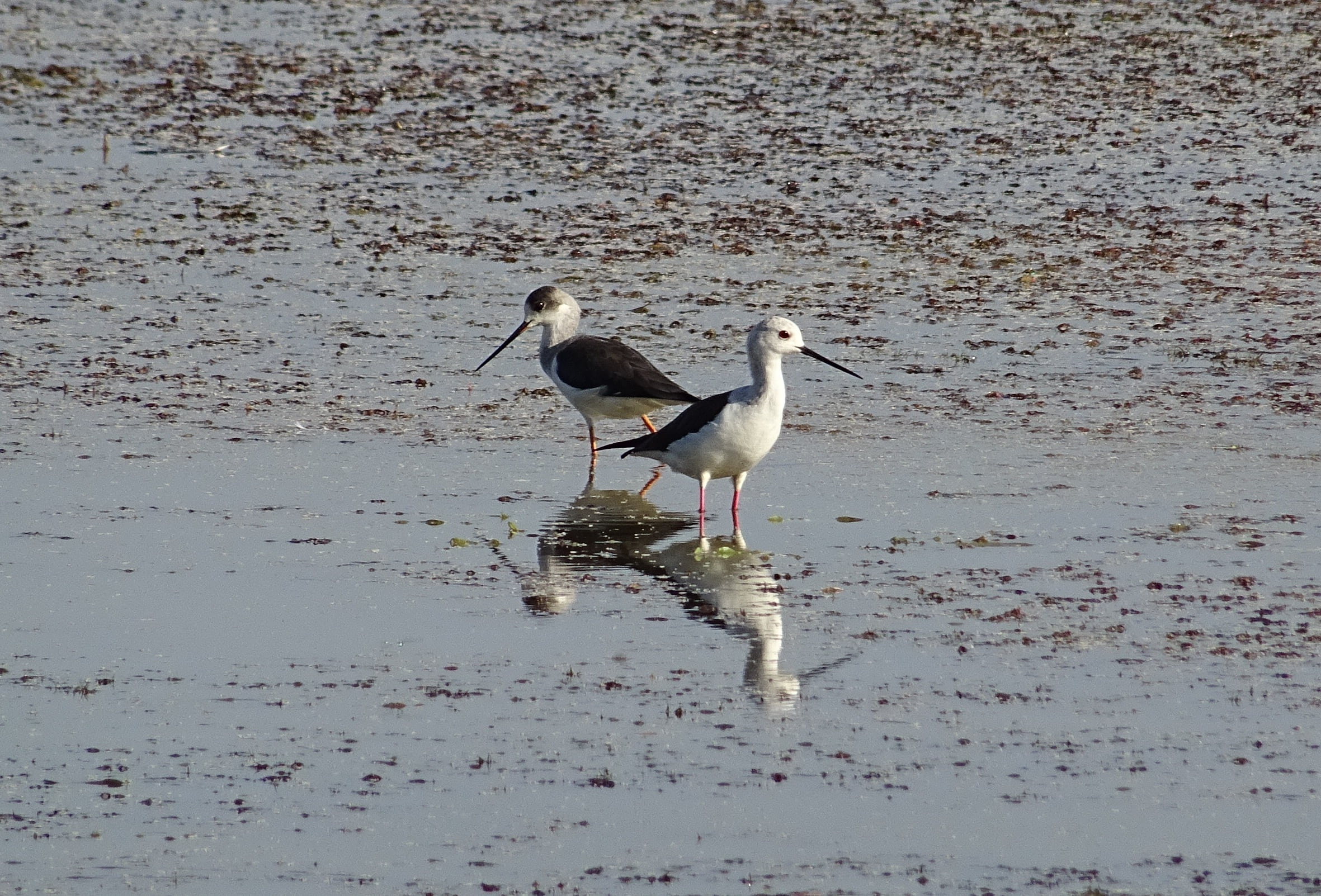 wader, long-legged, bird, water, lake, animals in the wild, common stilt, vertebrate, black-winged stilt, waterfront, day, one animal, krishna, nature, HD Wallpaper