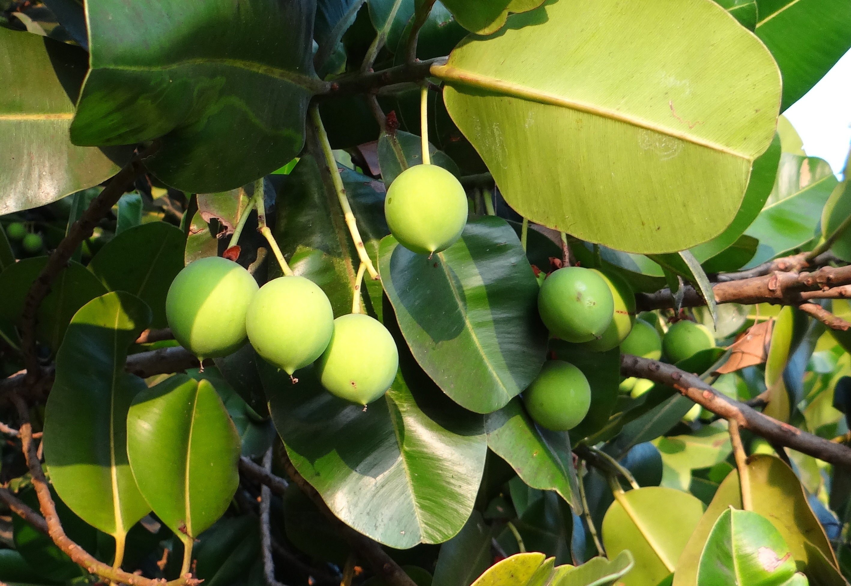 leaf, plant, nag champa, growth, clusiaceae, karnataka, sultan champa, beauty leaf, green color, focus on foreground, freshness, healthy eating, alexandrian laurel, HD Wallpaper