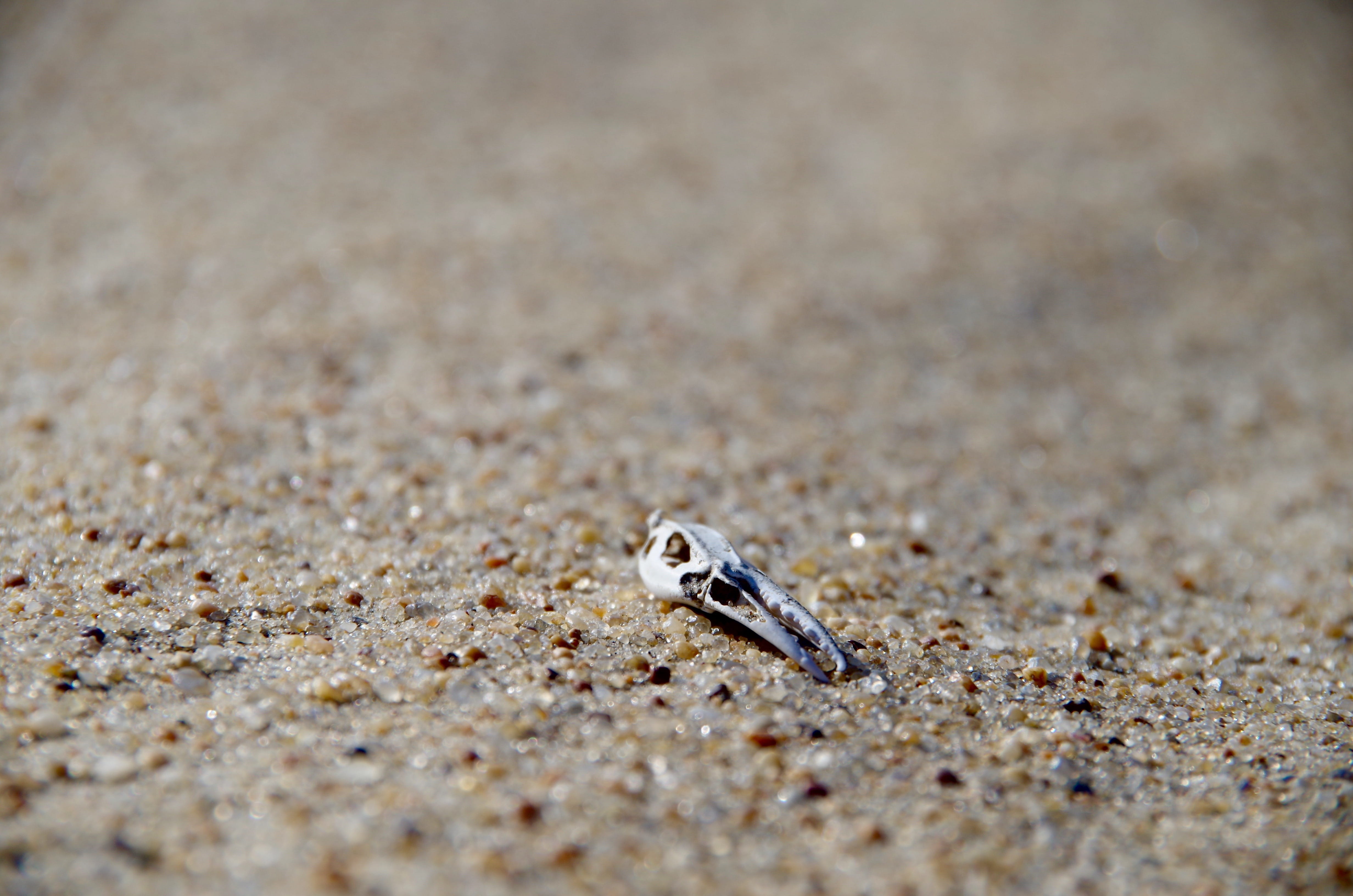 vertebrate, dead, one animal, animal themes, jockeys ridge state park, 4K, nature, no people, skeleton, selective focus, beach, sand, tan, animals in the wild, HD Wallpaper