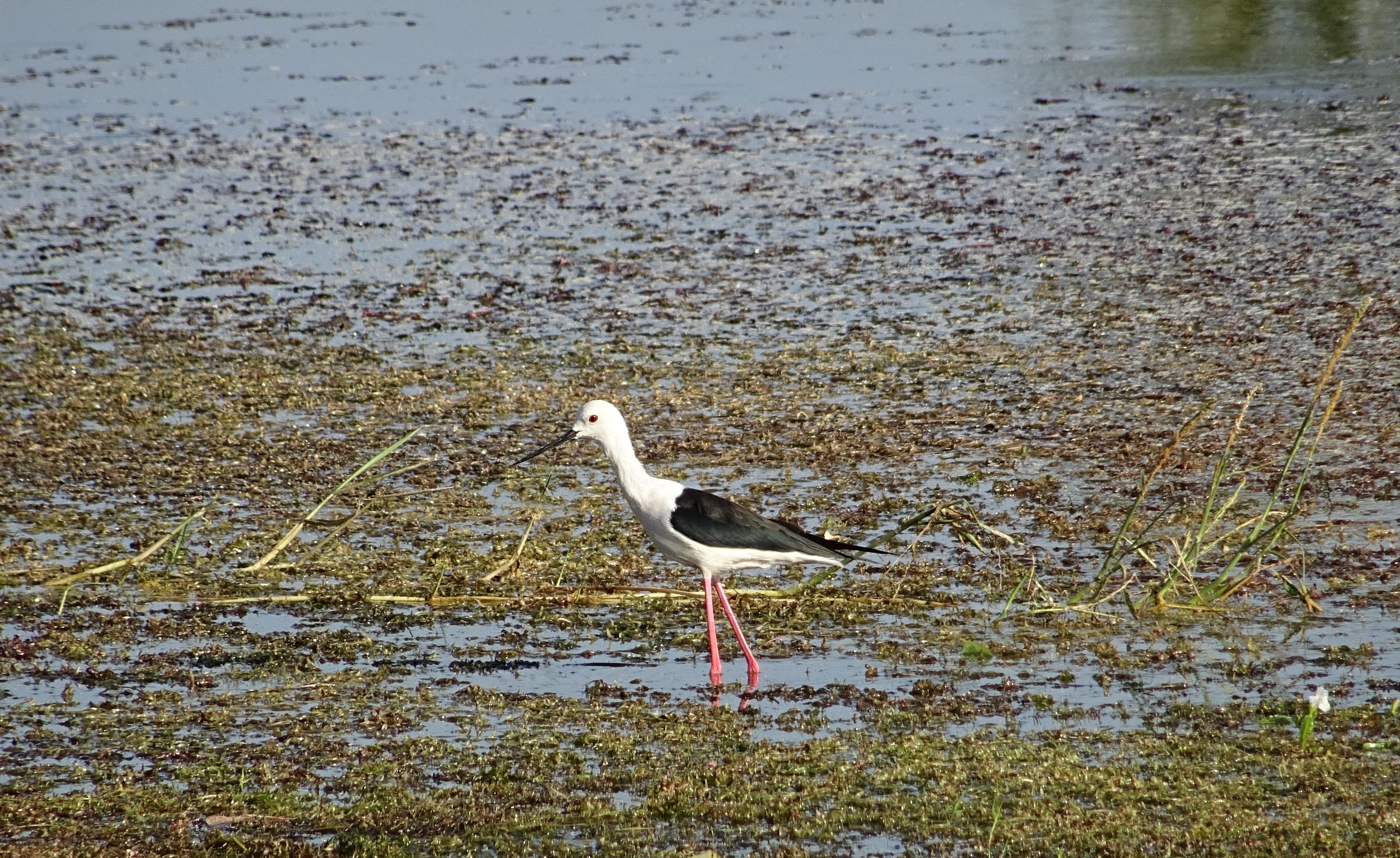 krishna, wader, water, Common, animals in the wild, vertebrate, long-legged, river, pied stilt, side view, recurvirostridae, animal wildlife, beach, day, HD Wallpaper