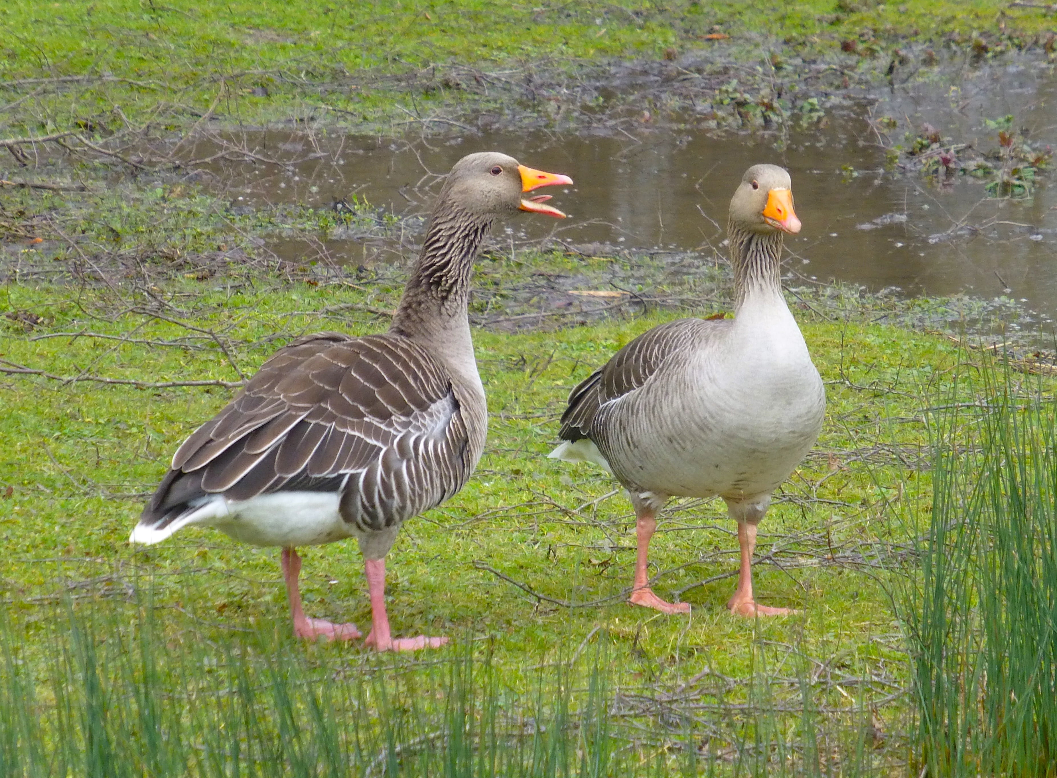 slimbridge, animal family, vertebrate, birds, waterfowl, water bird, lake, animals in the wild, grass, greylag goose, chat, nature, gosling, animals, animal wildlife, HD Wallpaper
