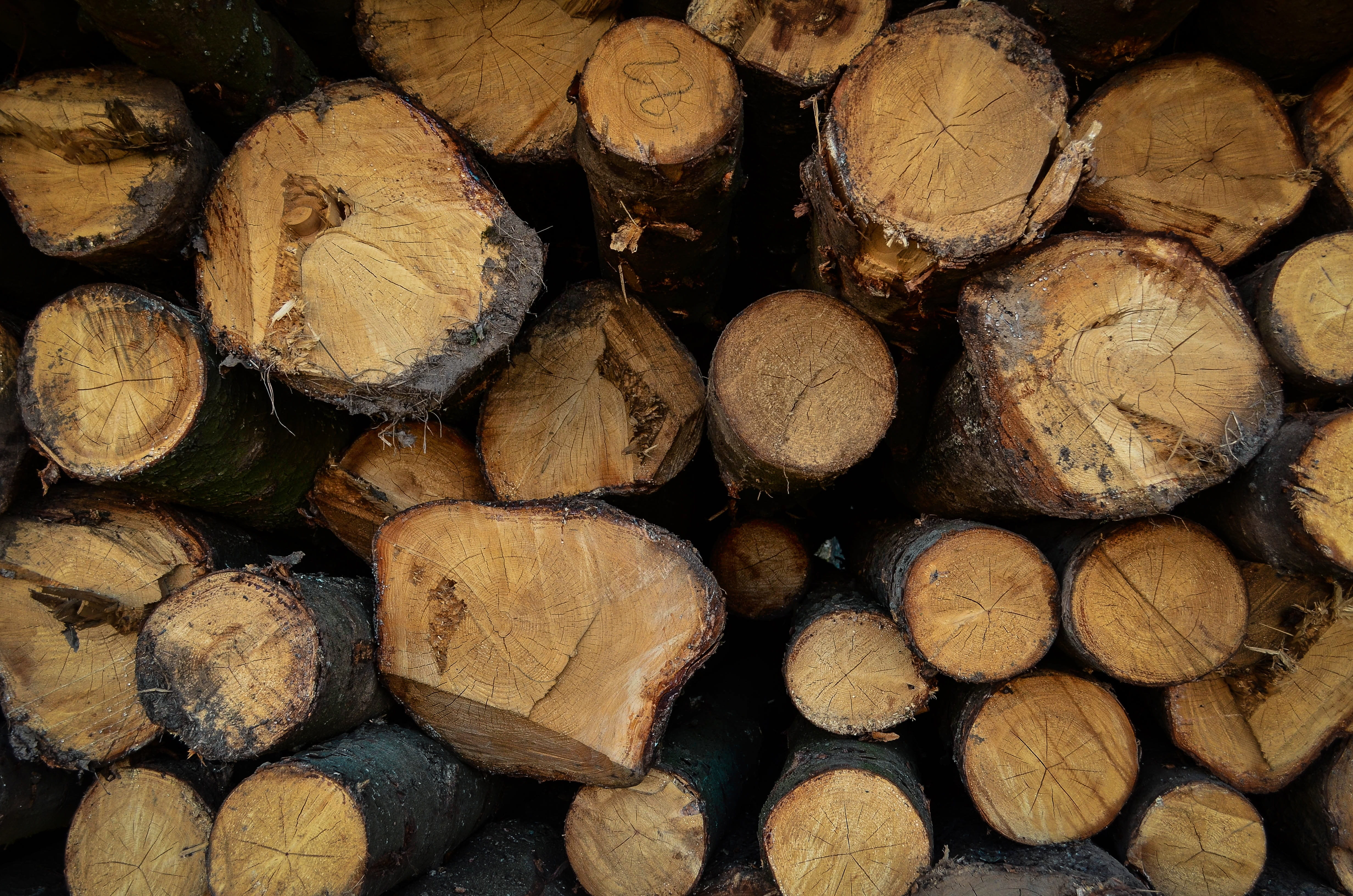 pattern, hack, rings on a tree, brown, wood, no people, trunk, lumber industry, harvesting, full frame, nag, branch, wood - material, logging, 4K, saw cut, HD Wallpaper