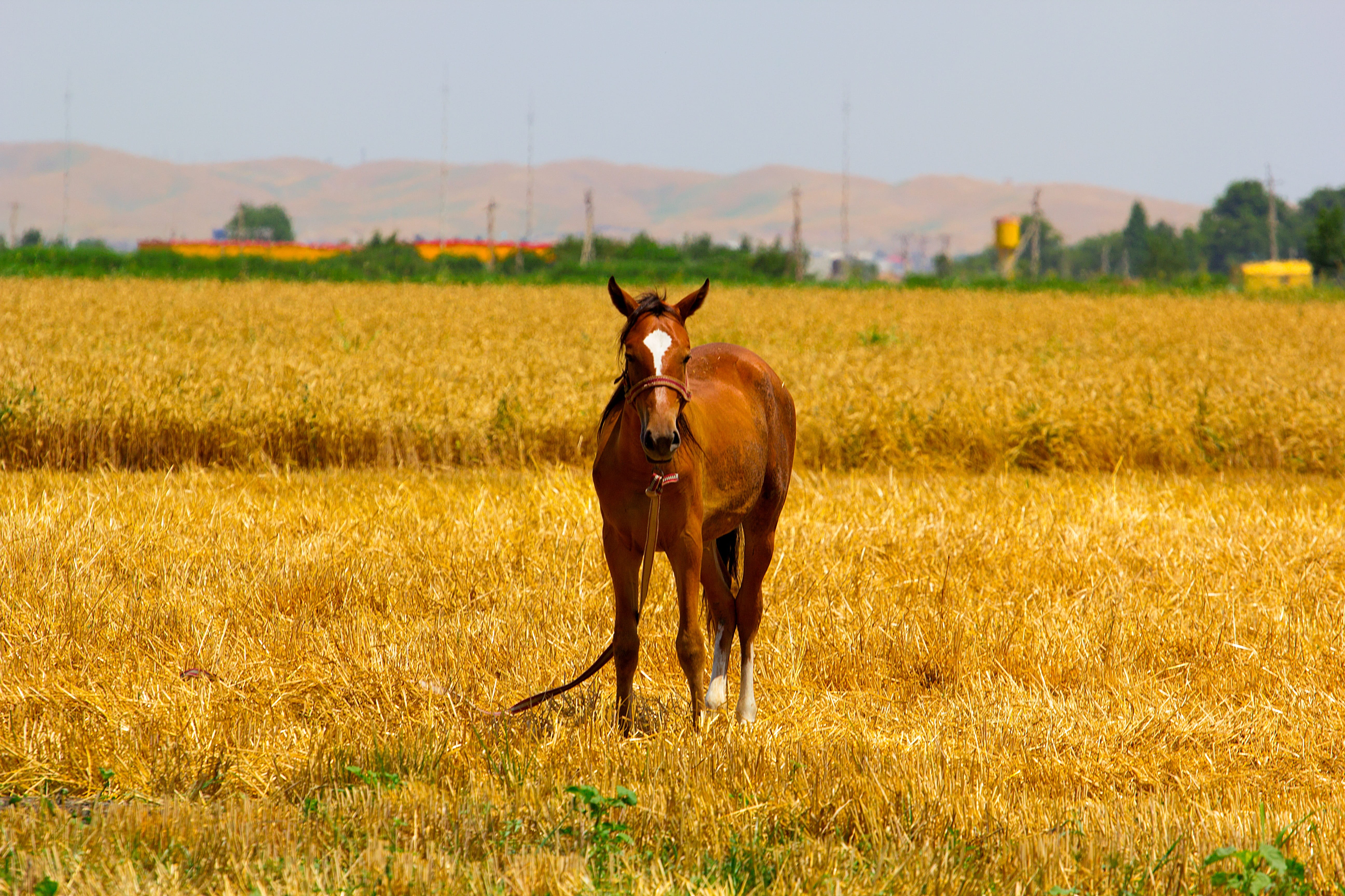 june, plant, Nature, animal themes, on the nature, village, mare, mountain, nag, konik, mammal, mustang, foal, land, domestic, outdoors, sun, konyashka, HD Wallpaper