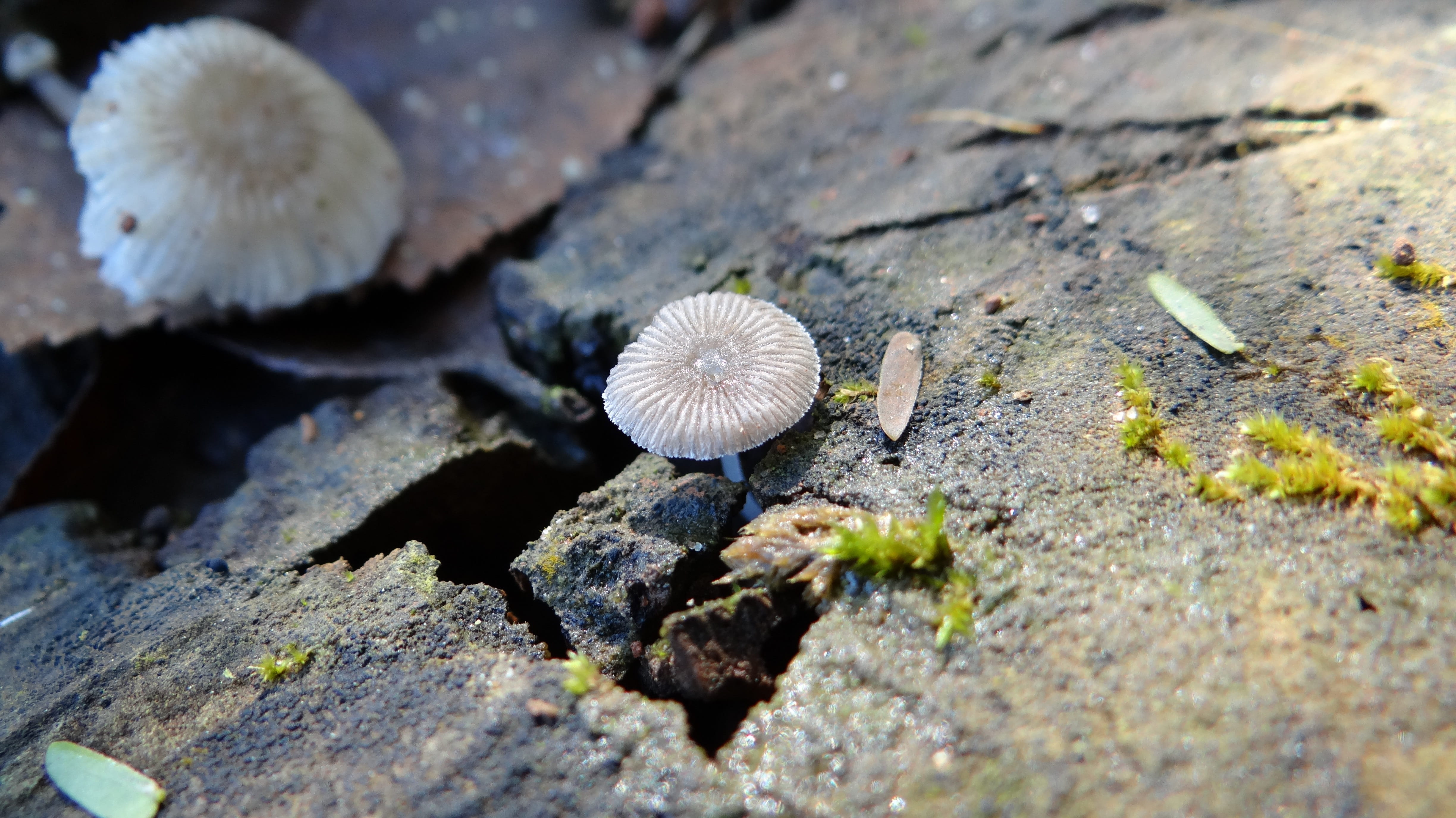 close, bark, moss, day, close-up, high angle view, fragility, tranquility, zen, beauty in nature, selective focus, zen buddhist, imperfection of art, toadstool, HD Wallpaper