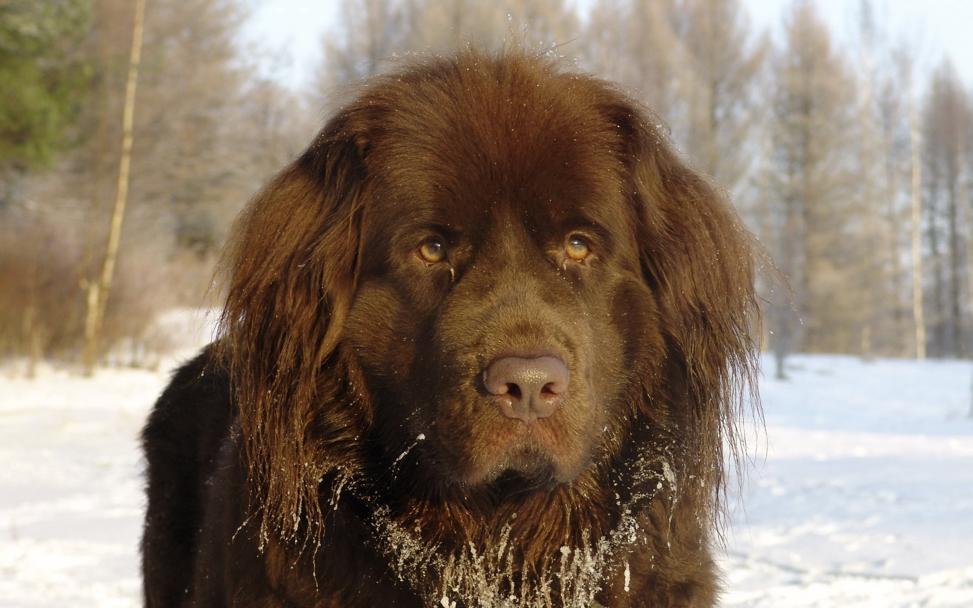 dog, purebred Dog, sad, day, snow, mammal, face, close-up, domestic Animals, tibetan, looking, fur, one Animal, cold temperature, canine, animal themes, HD Wallpaper