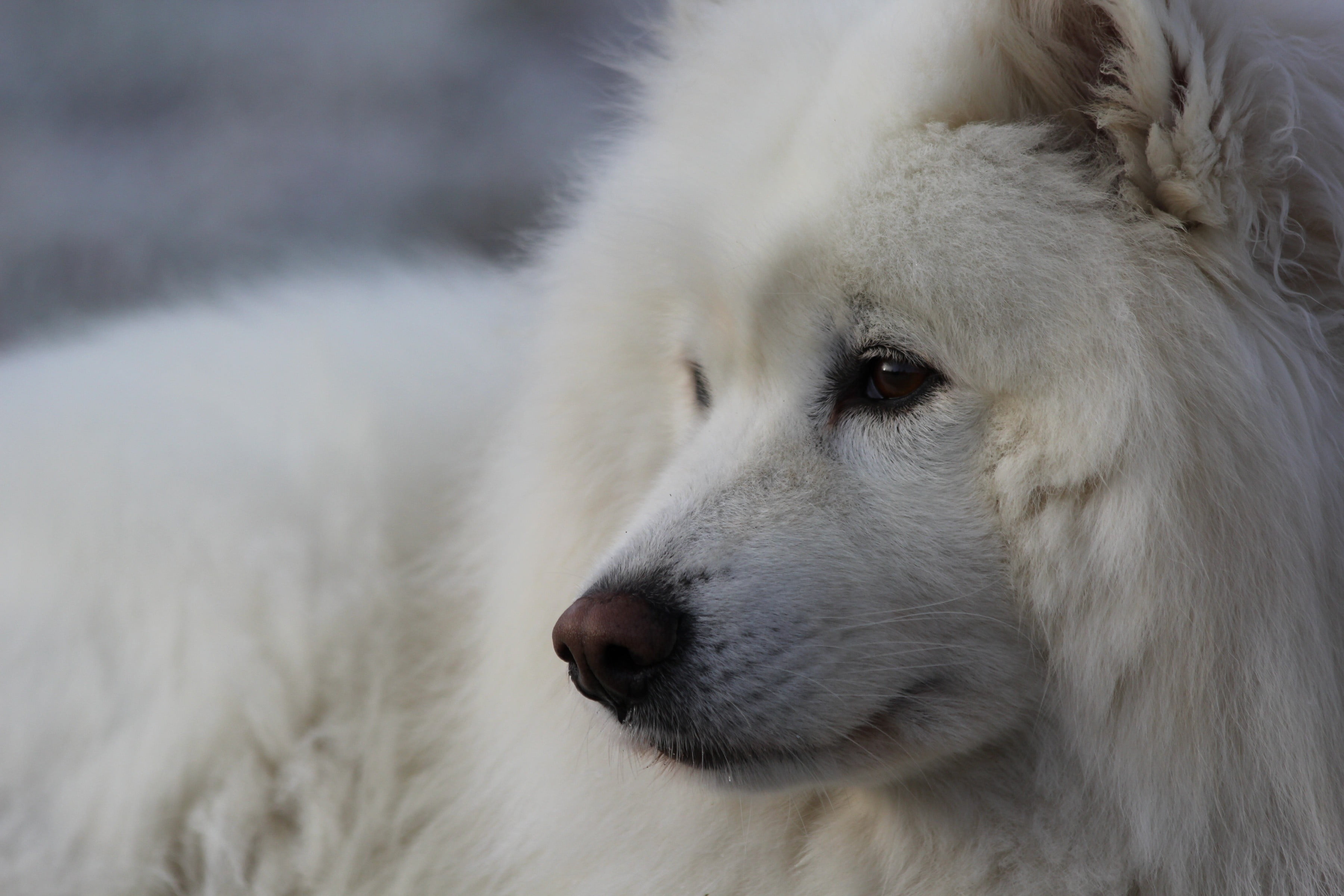 animal, animals, white color, vertebrate, animal body part, no people, looking away, hair, looking, dog, canine, one animal, animal head, white, animal themes, HD Wallpaper