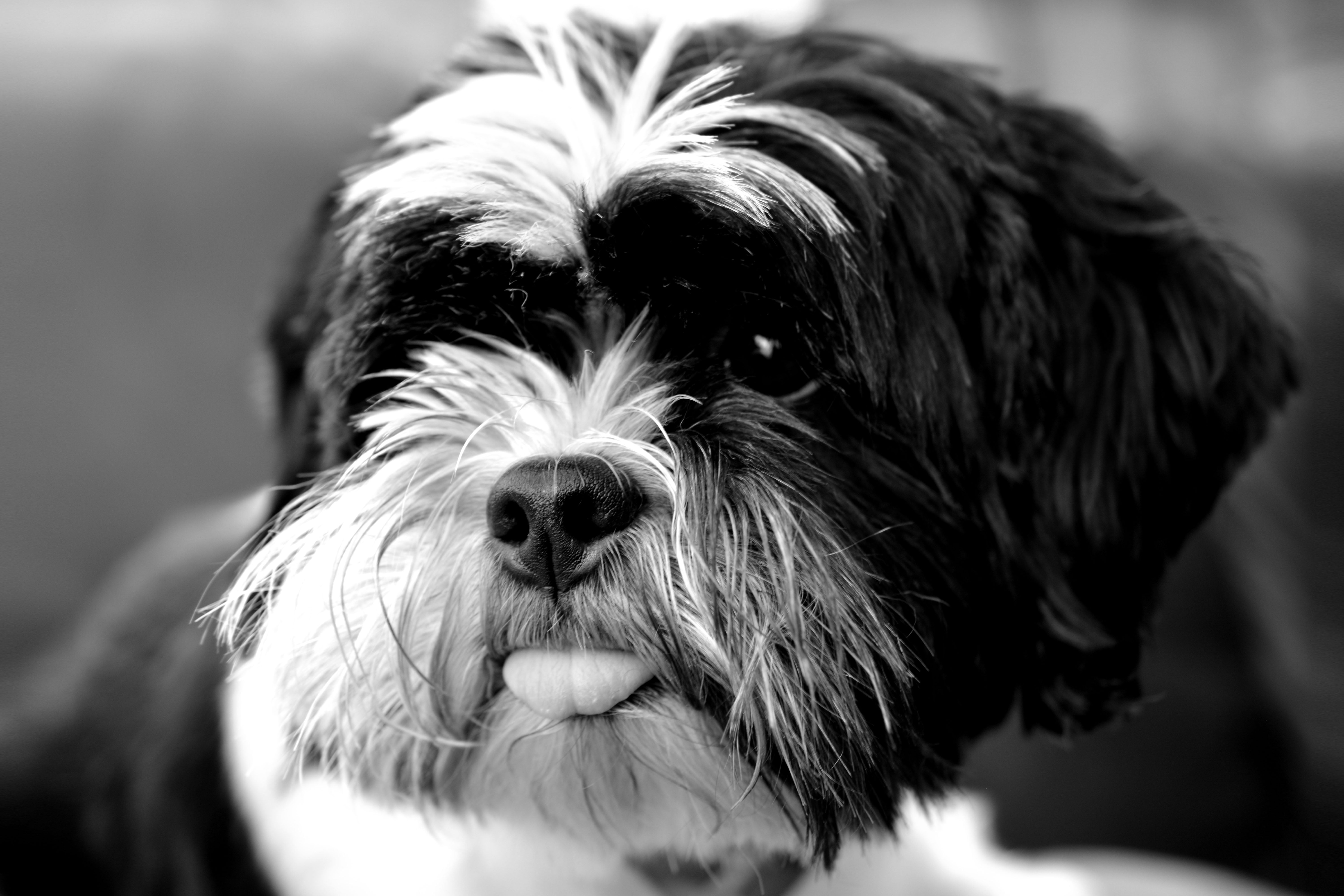 looking at camera, vertebrate, protruding tongue, dog, focus on foreground, pets, animal body part, animal, small, animal mouth, mammal, tibetan terrier, HD Wallpaper