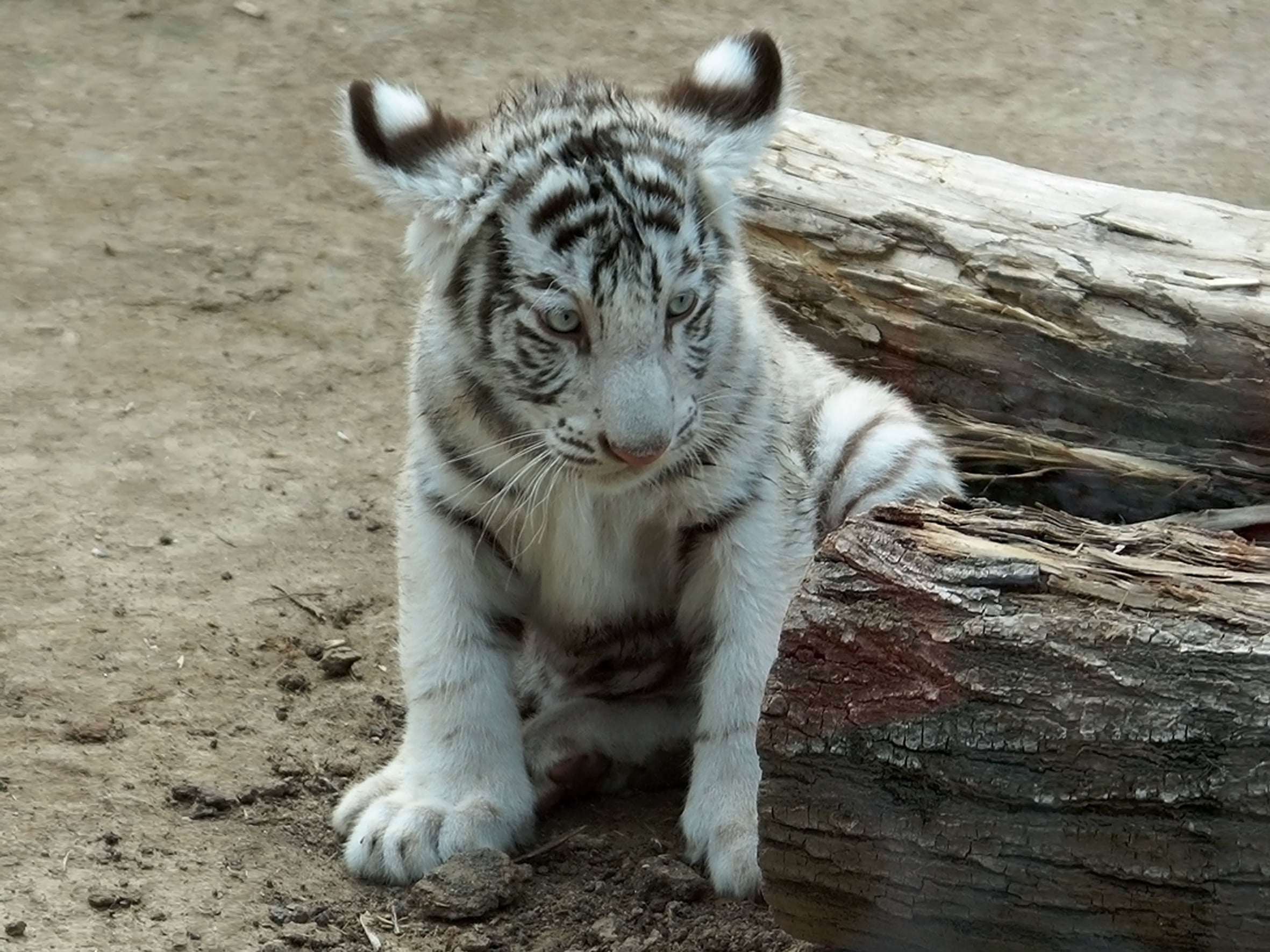 vertebrate, white, cute, big Cat, animal, close-up, carnivore, wood - material, animal wildlife, undomesticated Cat, day, animal themes, whisker, feline, HD Wallpaper