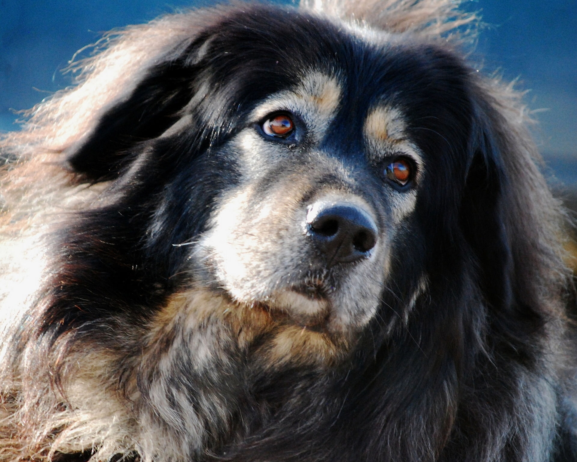 Tibetan Mastiff, 1080P, portrait, dog, face, HD Wallpaper
