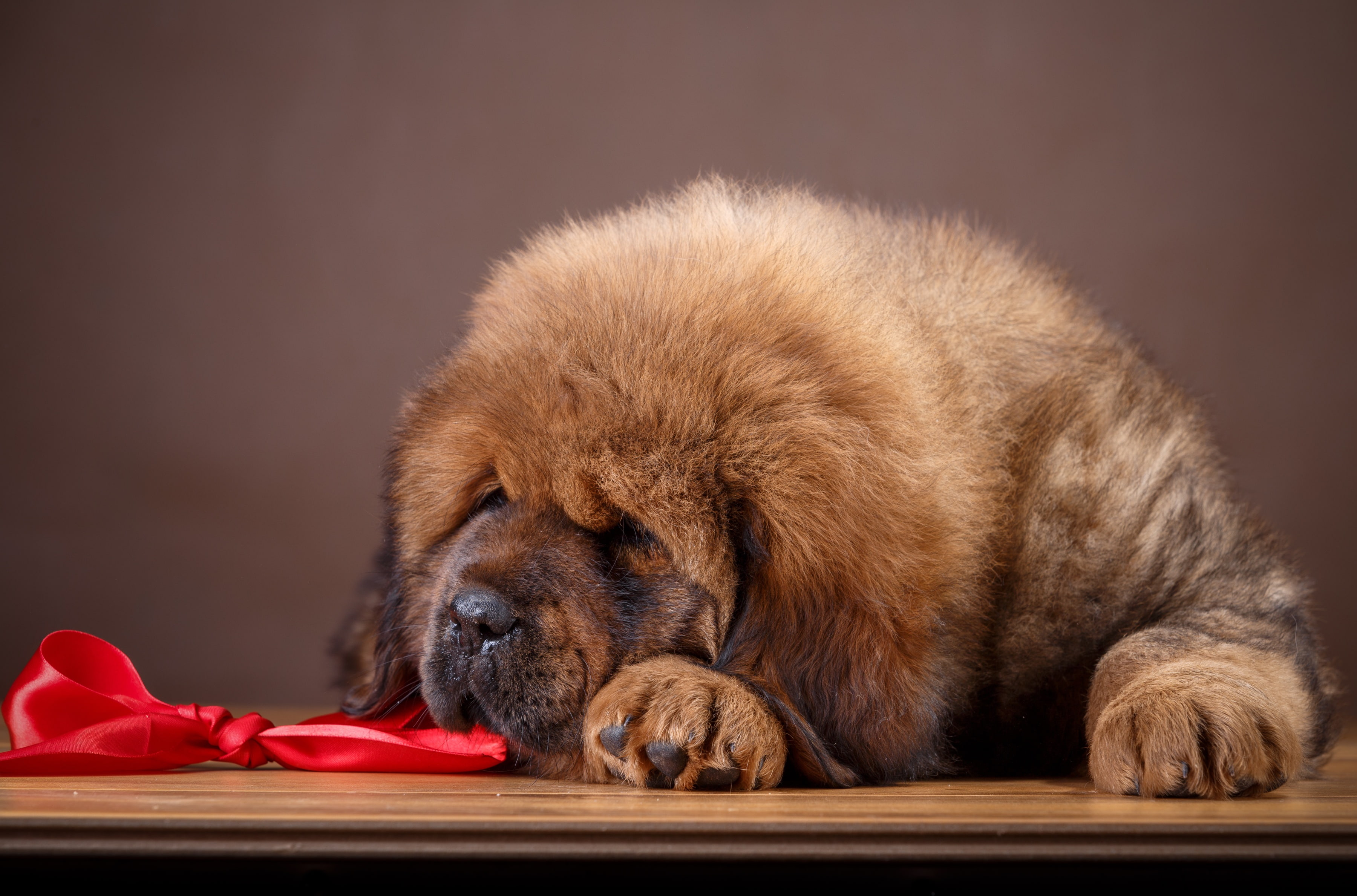 Tibetan Mastiff, large, puppy, bow, 2K, HD Wallpaper