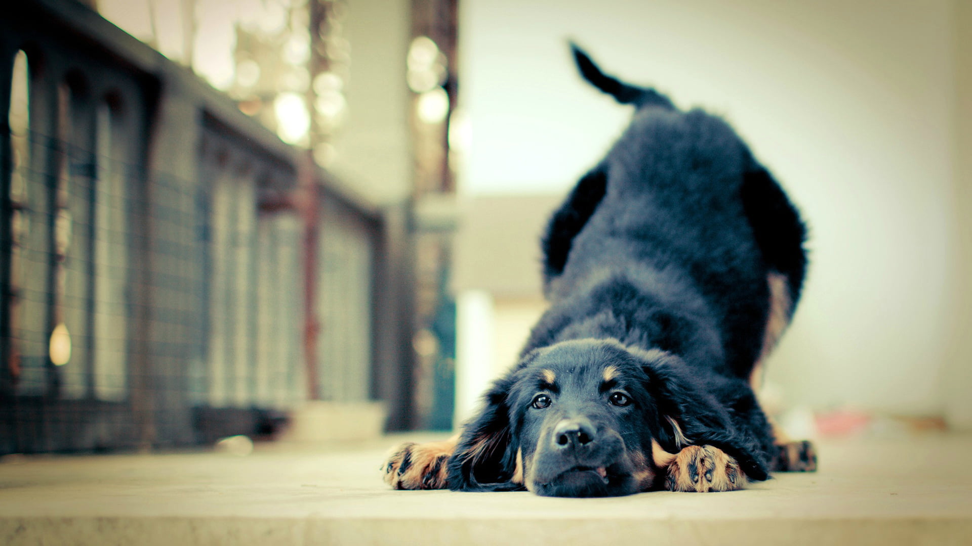 animal, leonberg, mastiff, mammal, lying down, canine, relaxation, one animal, focus on foreground, pets, portrait, purebred dog, 1080P, black color, looking at camera, HD Wallpaper