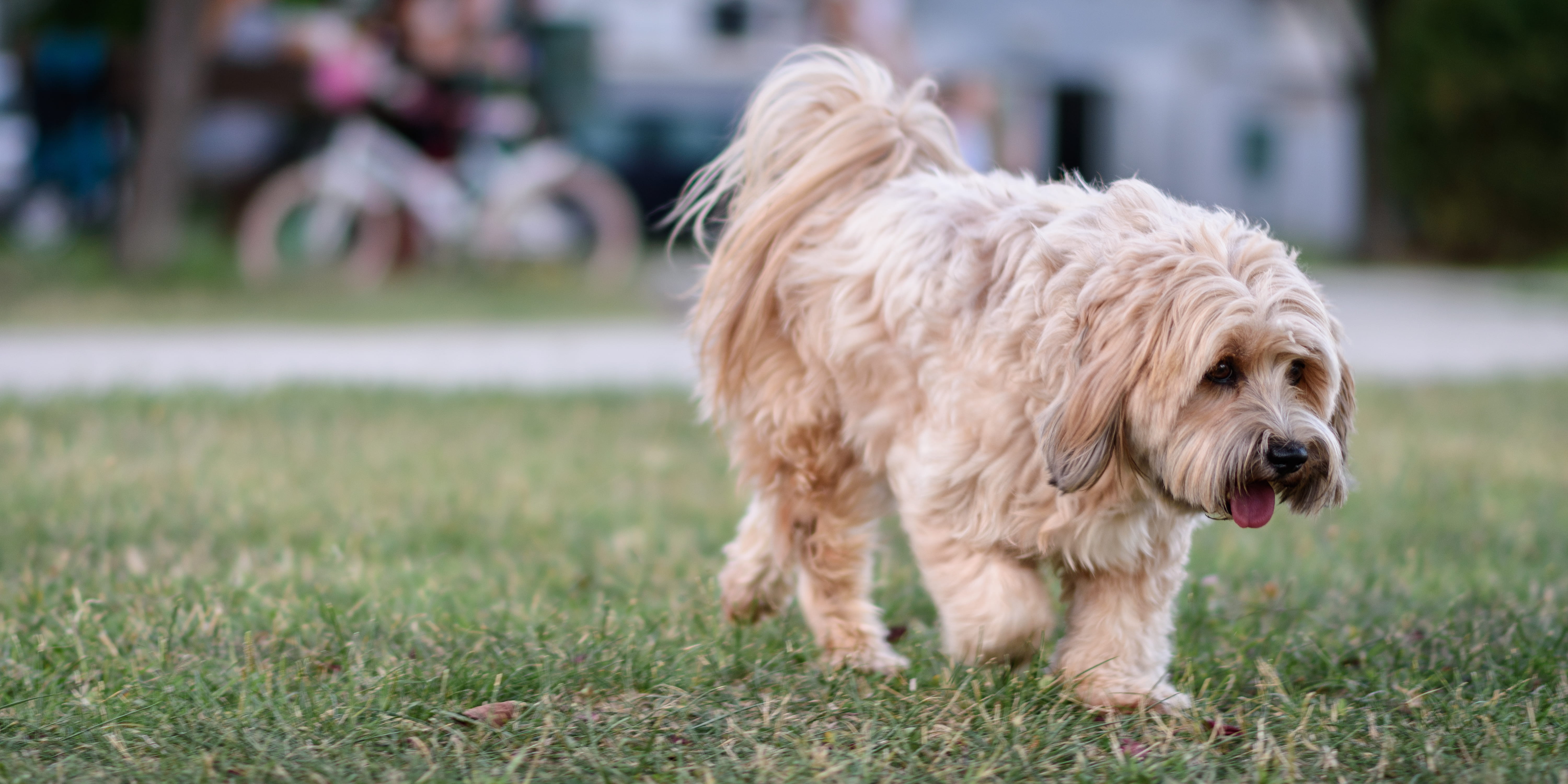 lap dog, animal hair, hairstyle, outdoors, one animal, tashi, animal themes, small, domestic animals, terrier, domestic, no people, plant, hair, focus on foreground, HD Wallpaper