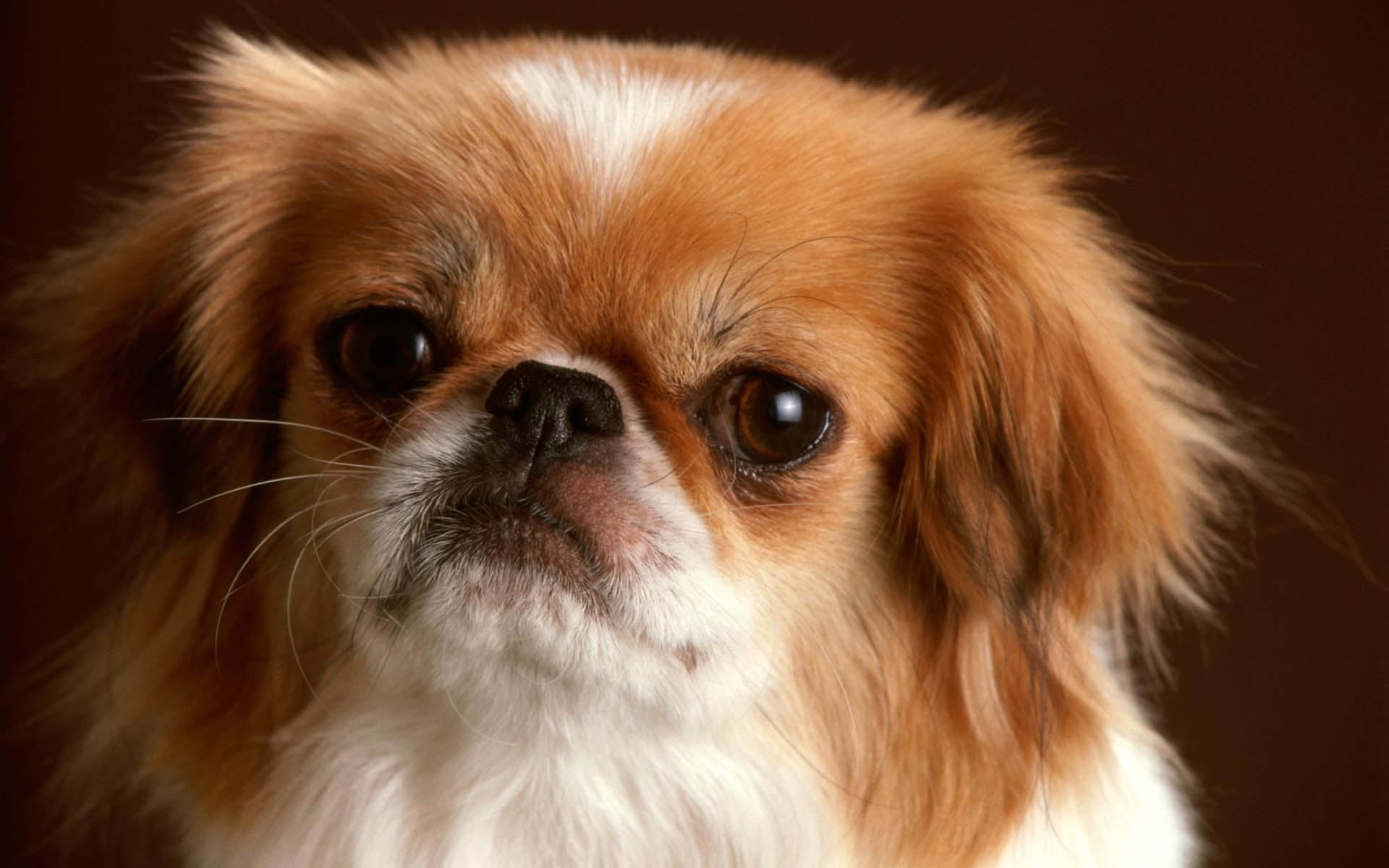 animal body part, indoors, animal eye, pets, domestic animals, studio shot, puppy, portrait, mammal, Dog, Animals, cavalier king charles spaniel, tan, cute, HD Wallpaper