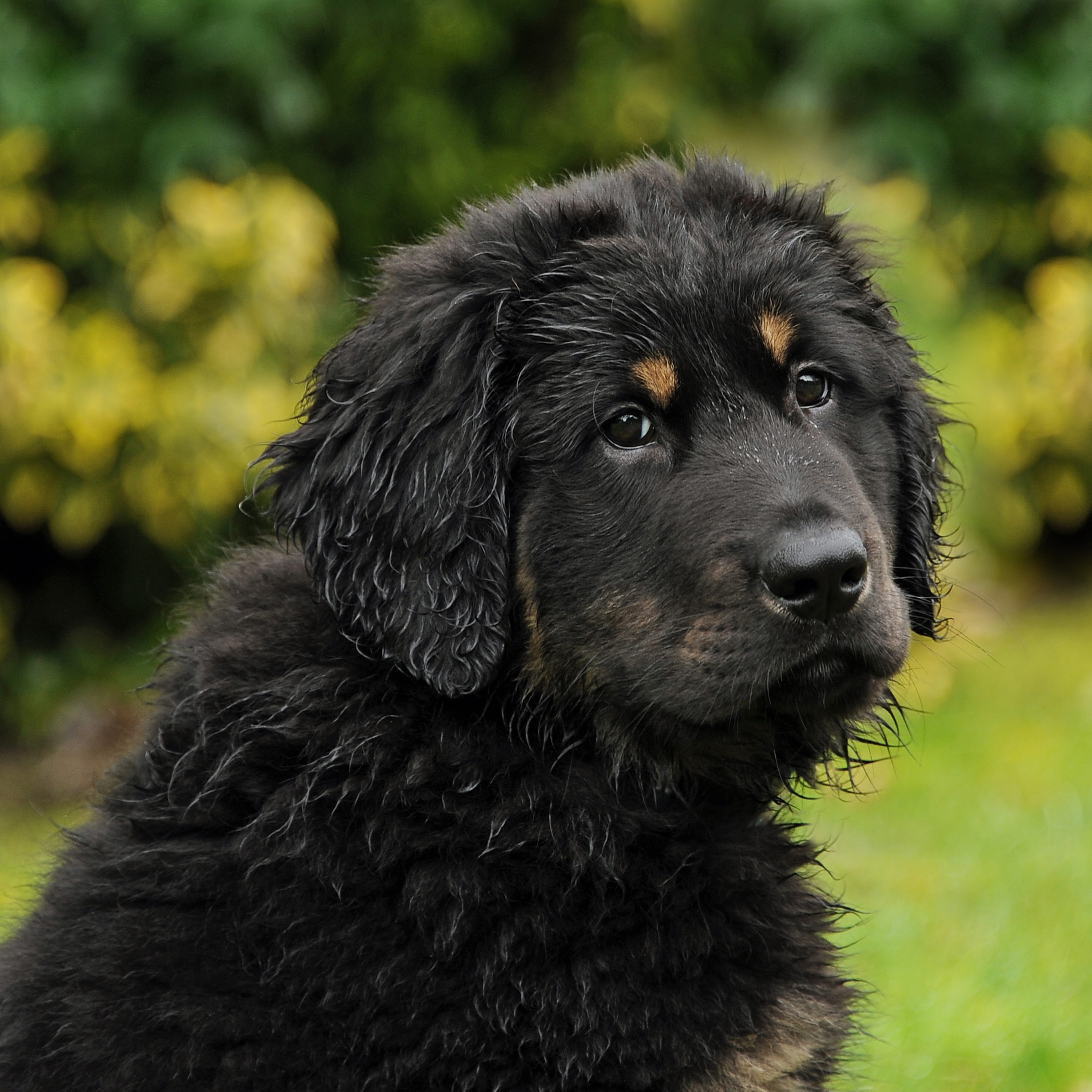 animal, black, young animal, no people, pets, one animal, looking, mammal, nature, tibetan, selective, mastiff, portrait, black color, animal head, 5K, Phone HD Wallpaper