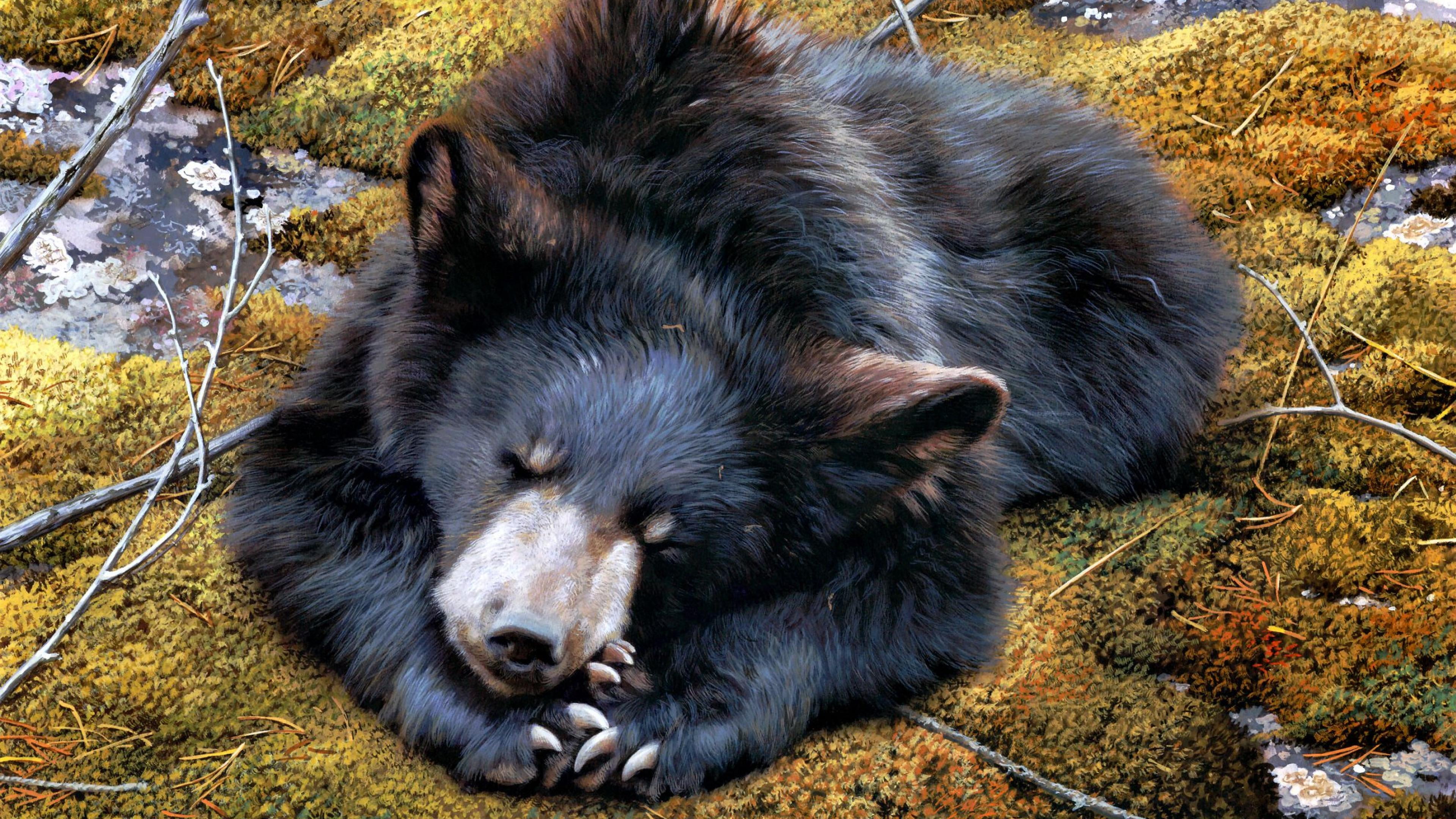 nature, animal, outdoors, domestic, mammal, american black bear, tibetan mastiff, lying down, animal themes, one animal, animal wildlife, vertebrate, no people, HD Wallpaper