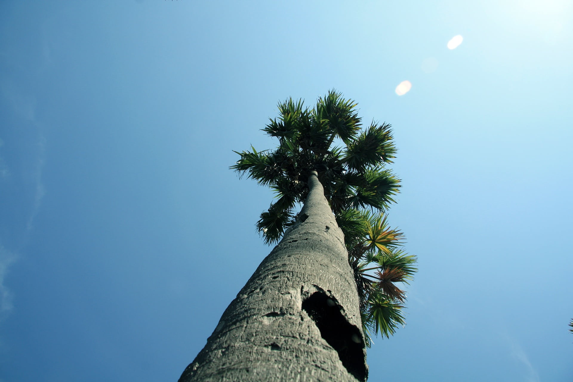 nature, no people, tropical, sky, low angle view, tree, tree trunk, asian, tropical climate, tall - high, palmyra, coconut palm tree, blue, growth, trunk, HD Wallpaper
