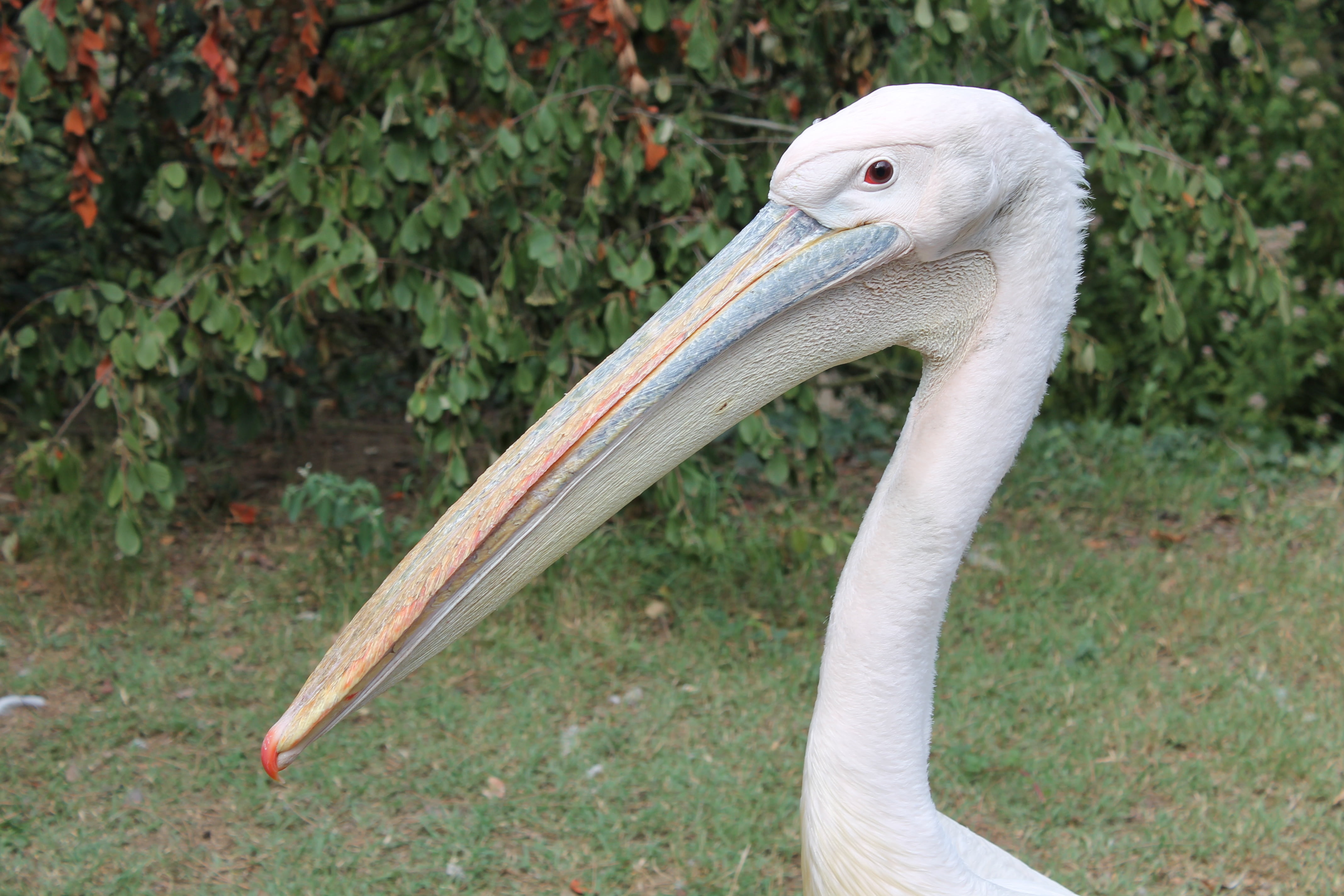 vertebrate, outdoors, animal, plant, france, beak, close-up, zoo, long, the palmyra, animal wildlife, long-billed, bird, animal head, white color, pelican, HD Wallpaper