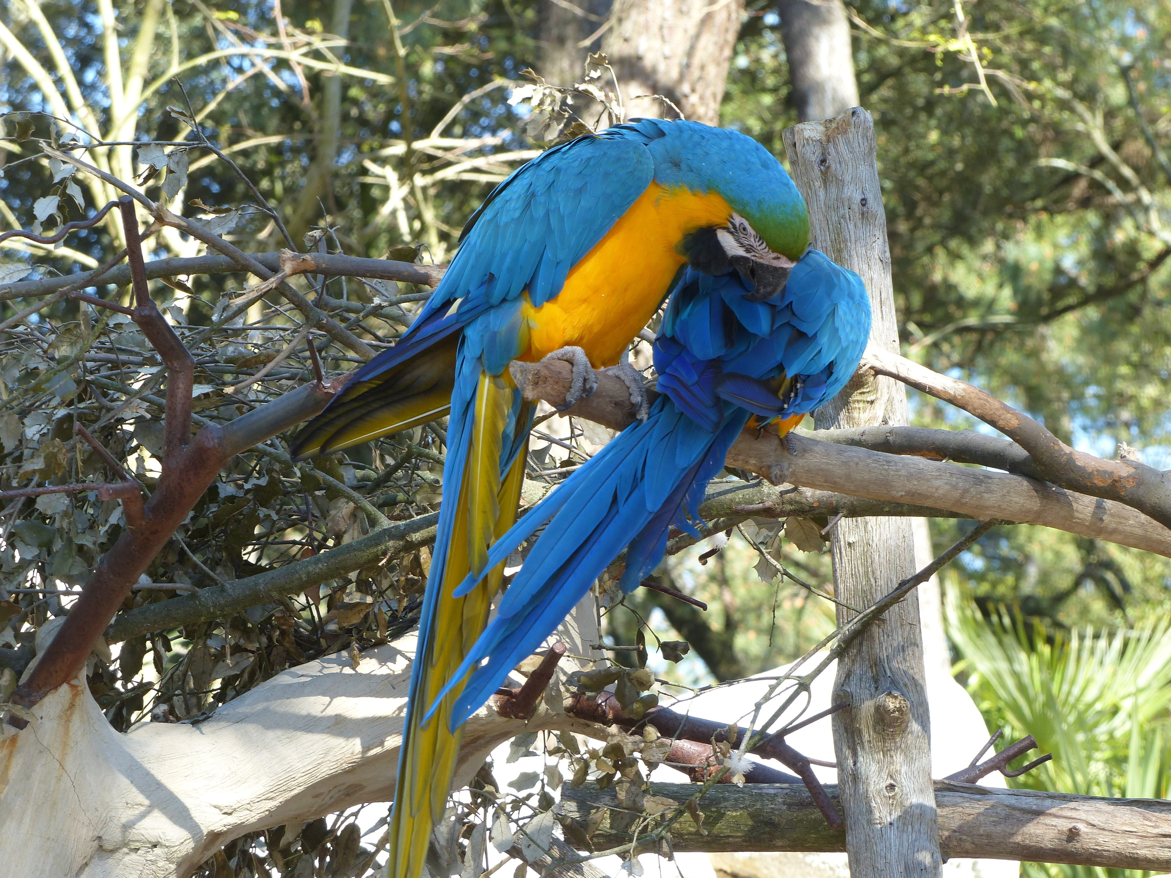 charente, vertebrate, colors, brazilwood, france, plant, beak, plumage, one animal, animal wildlife, day, animal, blue, focus on foreground, blue and yellow macaw, HD Wallpaper