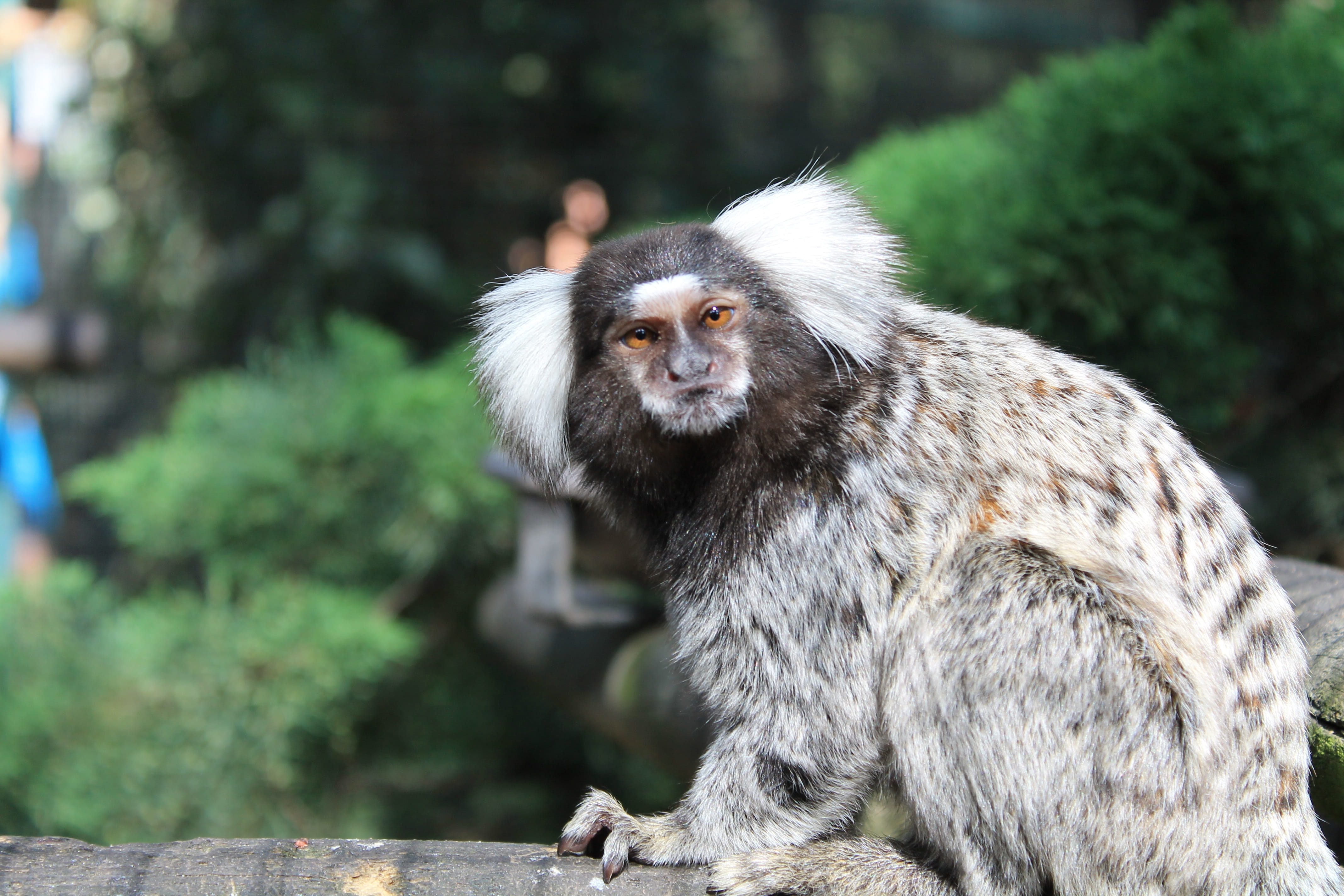 France, forest, ape, animal themes, animals, Palmyra, focus on foreground, one animal, mammal, outdoors, primate, Animal, Monkey, nature, Zoo, animals in the wild, HD Wallpaper