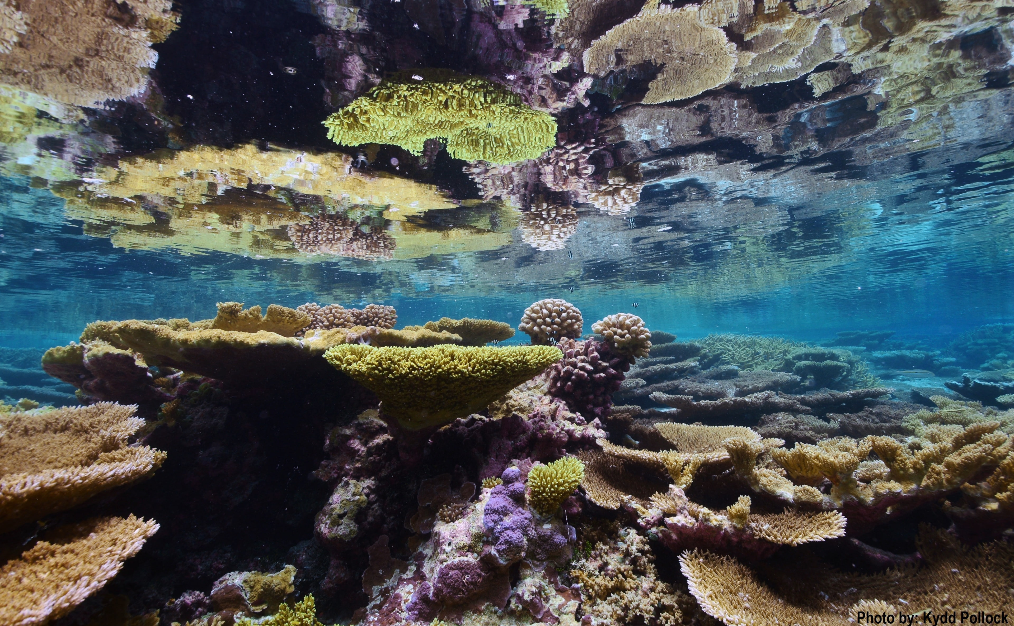 wildlife, Islands, purity, palmyra, water, nature, outdoors, national, invertebrate, pacificremoteislandsmarinenationalmonument, rock - object, sea, palmyraatollnwr, HD Wallpaper