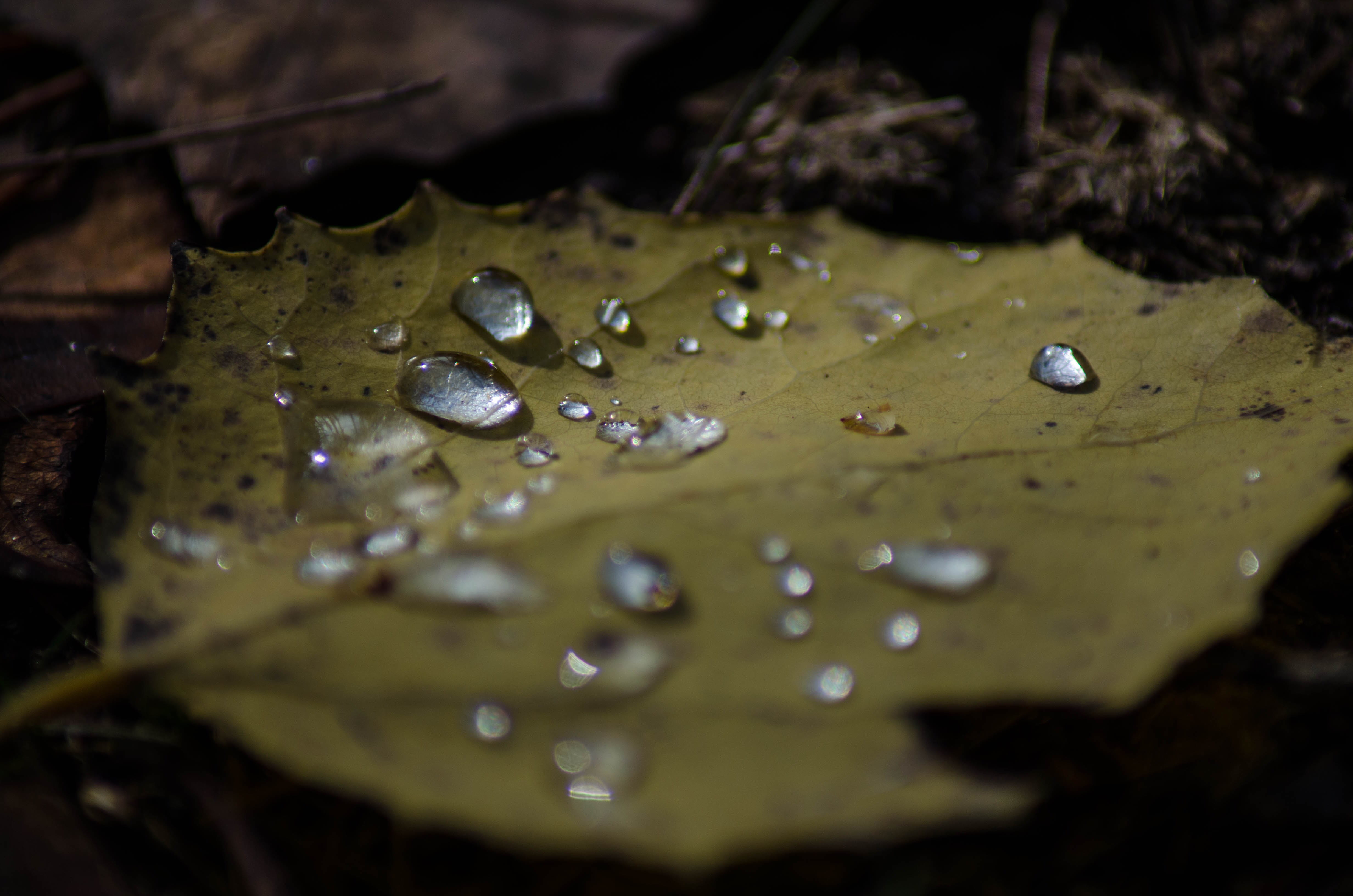 floating on water, 300mm, emma carlin trail head, hiking, autumn, water, explore, close-up, macro, forest, plant, life, outdoors, vulnerability, 4K, yellow, HD Wallpaper