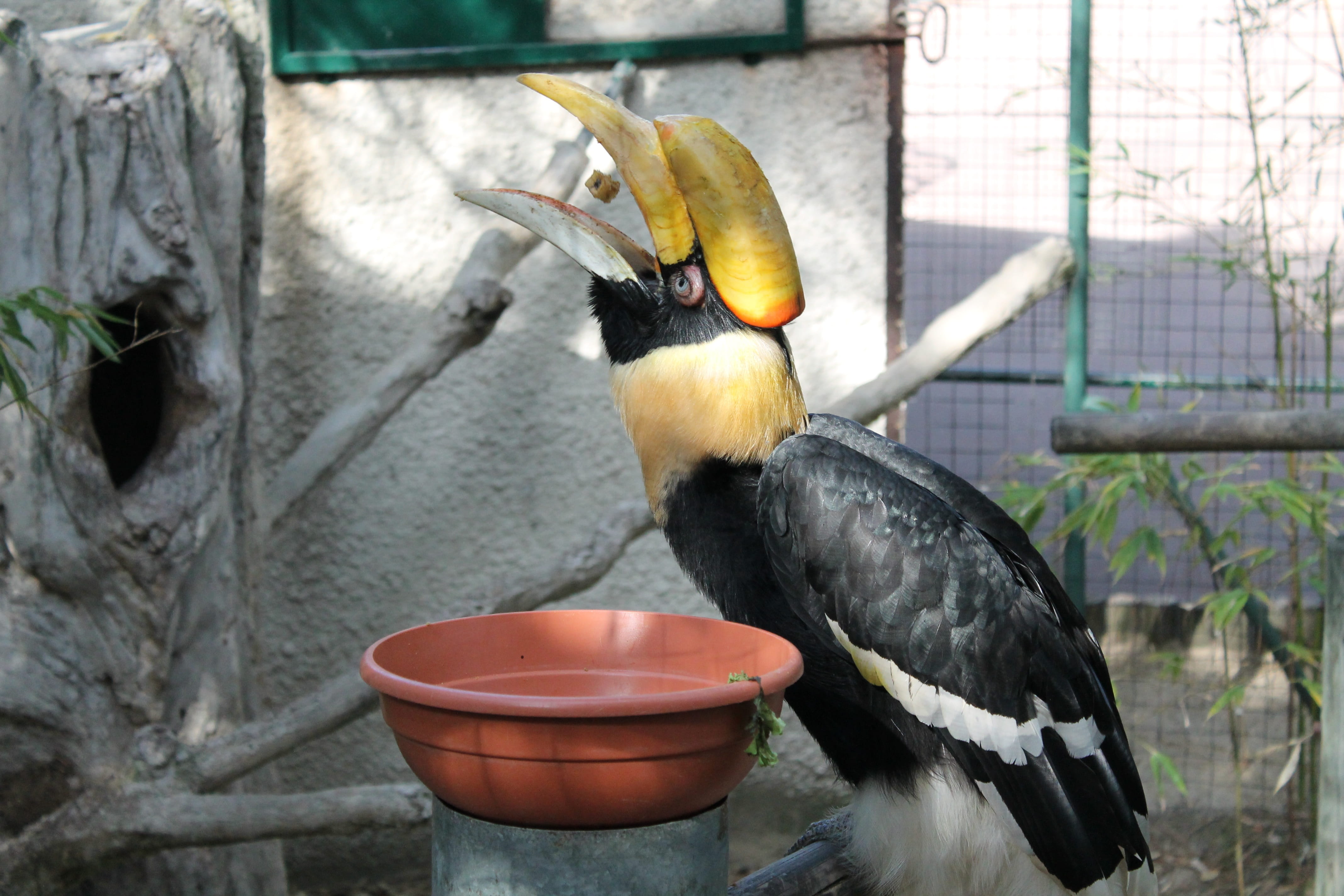 animals in the wild, toucan, beak, animal themes, perching, day, food, 4K, tree, animal, vertebrate, bird, focus on foreground, no people, animals in captivity, HD Wallpaper