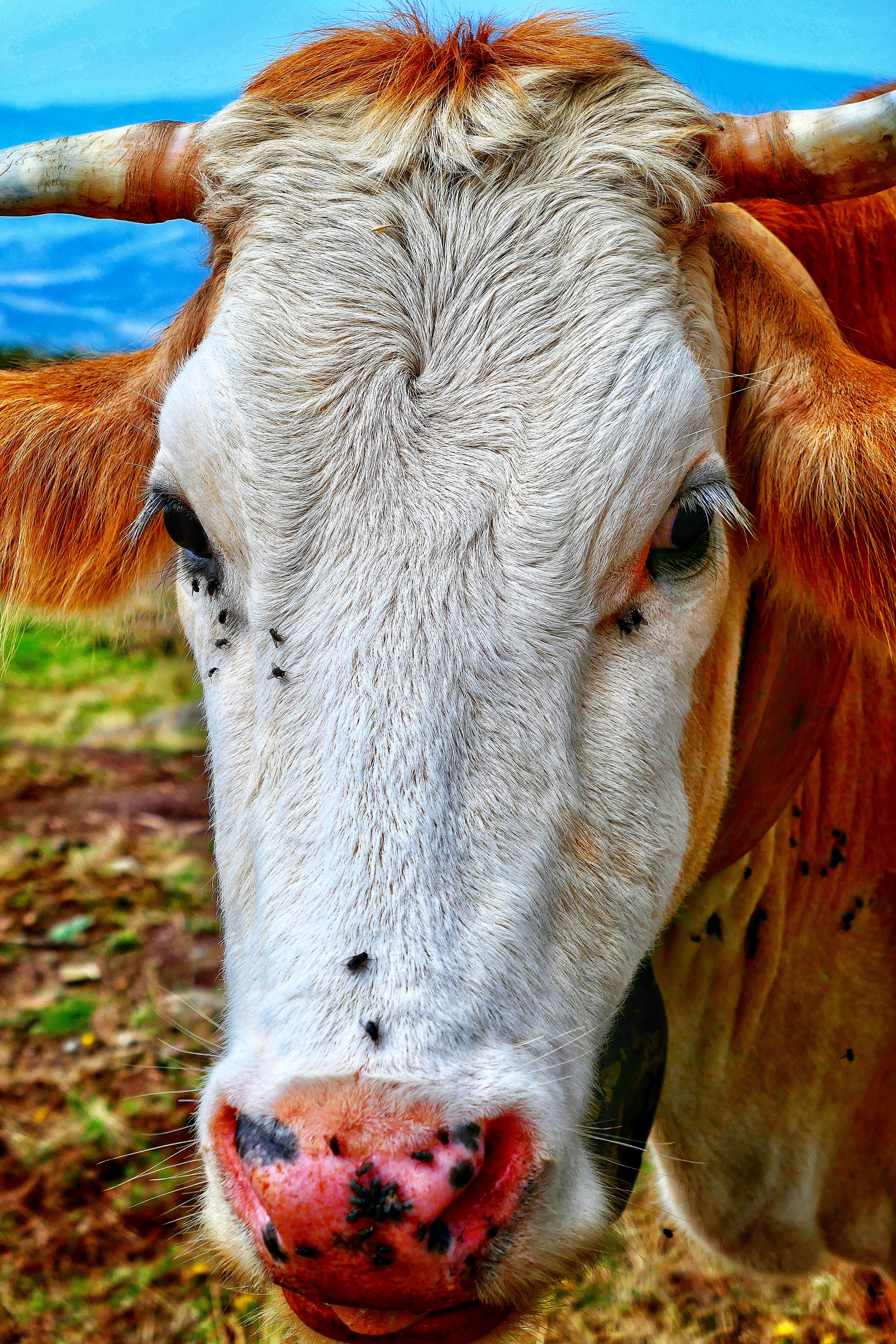 focus on foreground, one animal, campania, livestock, domestic cattle, animal mouth, outdoors, cattle, animal body part, close-up, pets, mammal, animal themes, Phone HD Wallpaper
