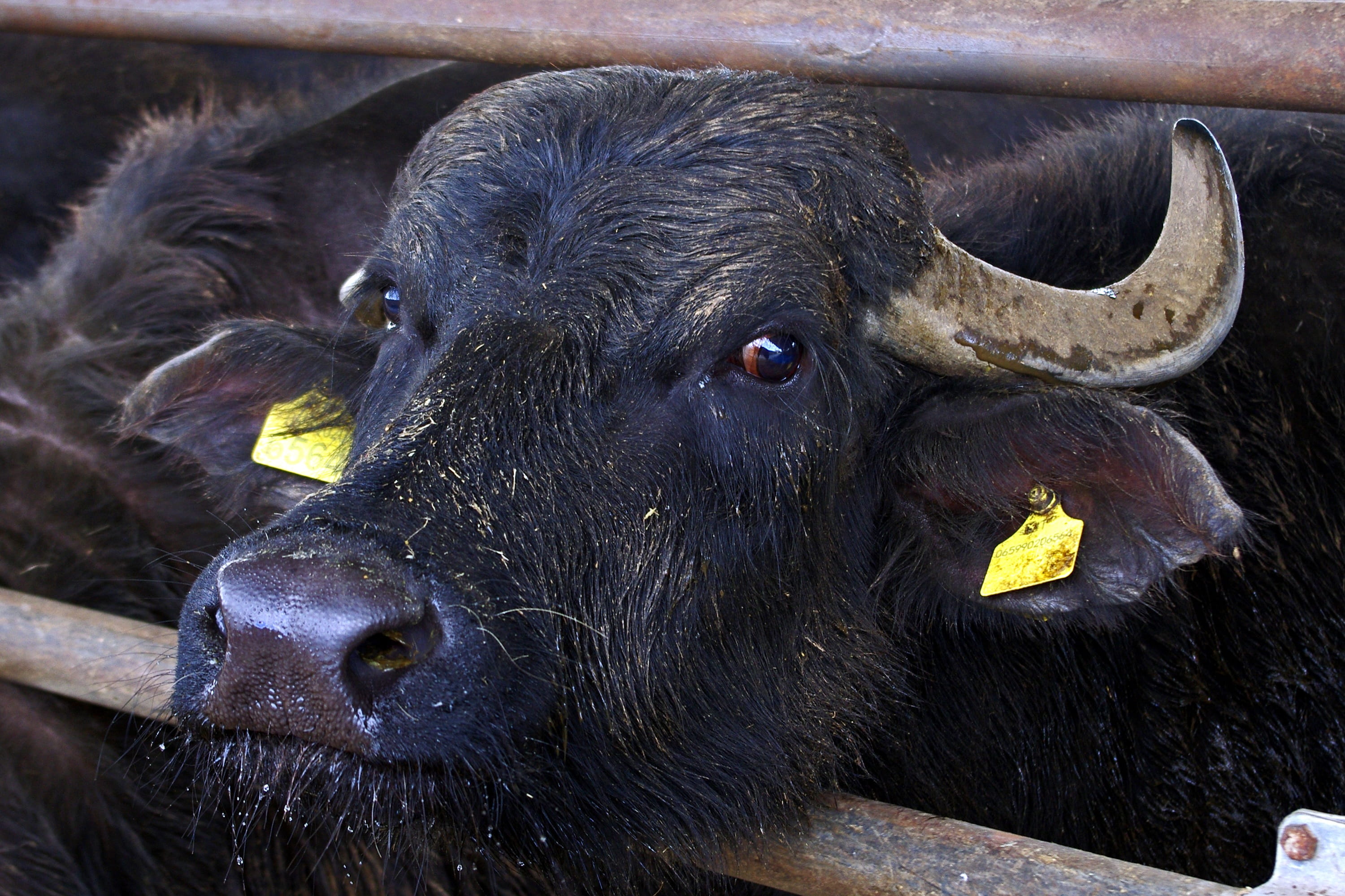 no people, animal wildlife, water buffalo, domestic, Paestum, vertebrate, cattle, salerno, nose, buffalo mozzarella, one animal, american bison, ears, close-up, HD Wallpaper
