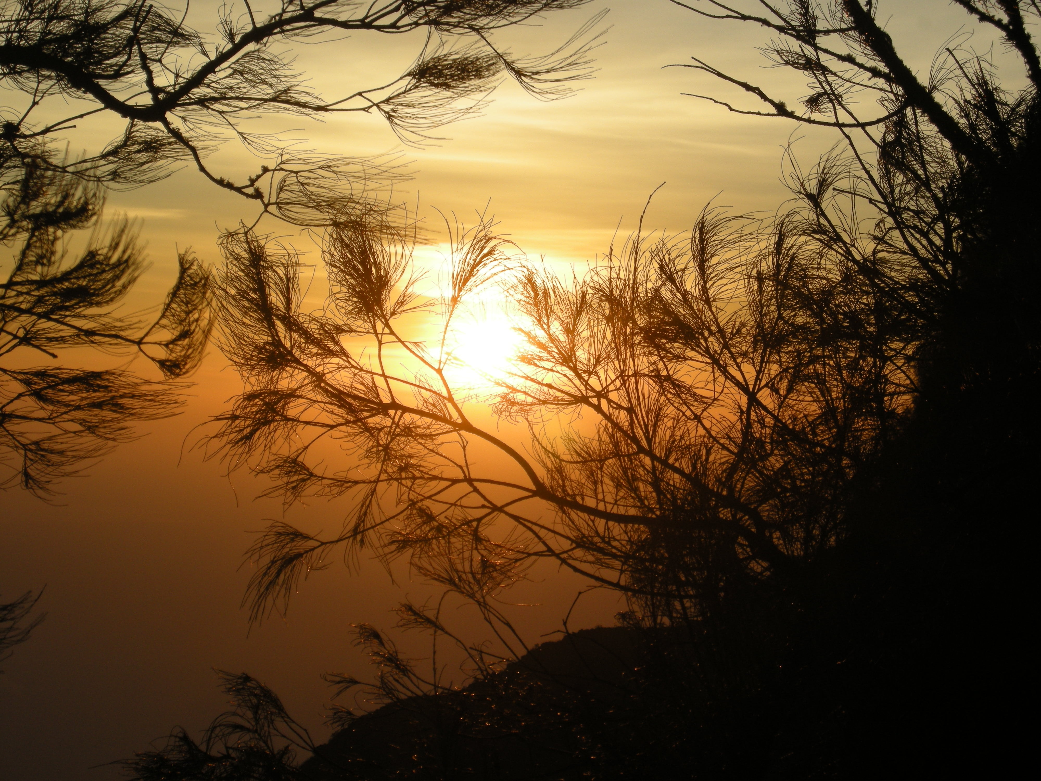 branch, no people, orange color, romantic sky, indonesia, tree, majestic, cloud - sky, nature, towards mount arjuna, outdoors, sunset, tranquil scene, sun, HD Wallpaper