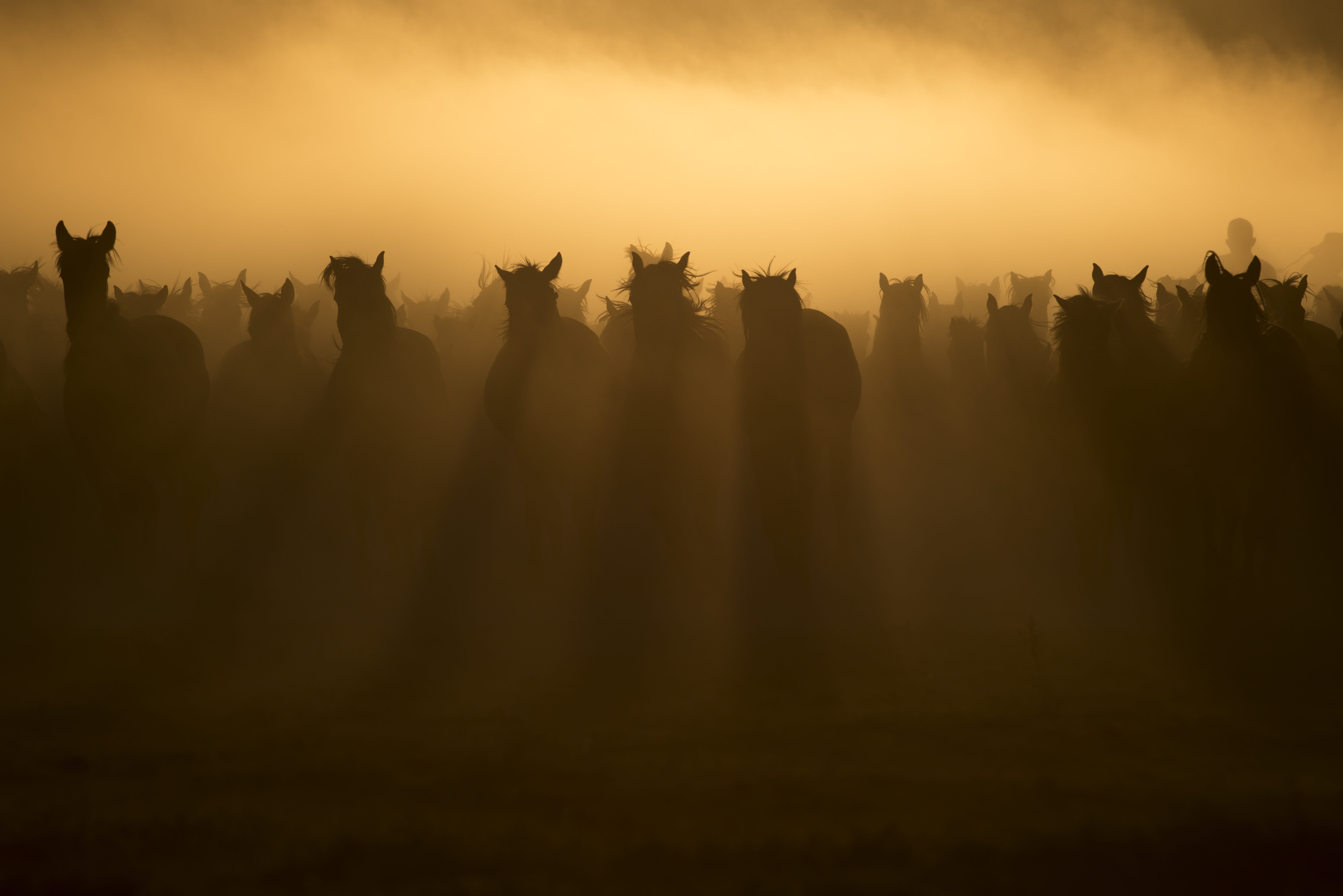 morning, travel, people, fog, outdoors, land, beauty in nature, horses, group of people, tranquility, 5K, sky, herd, silhouette, photo, sunlight, mustang, HD Wallpaper
