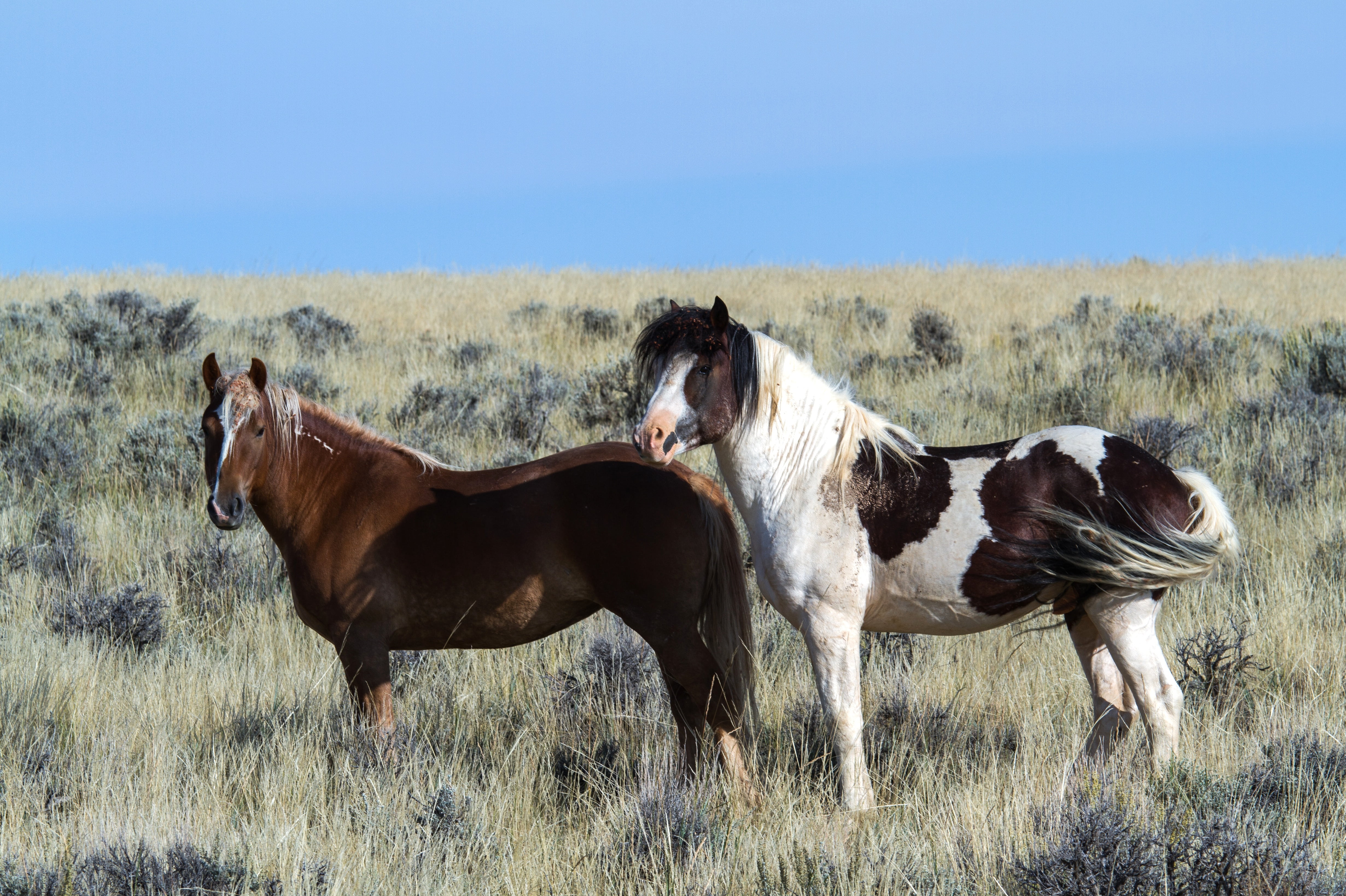 horse, two animals, livestock, sky, 4K, environment, plant, wild horses, field, herbivorous, wild mustangs, no people, american wild horses, land, landscape, HD Wallpaper