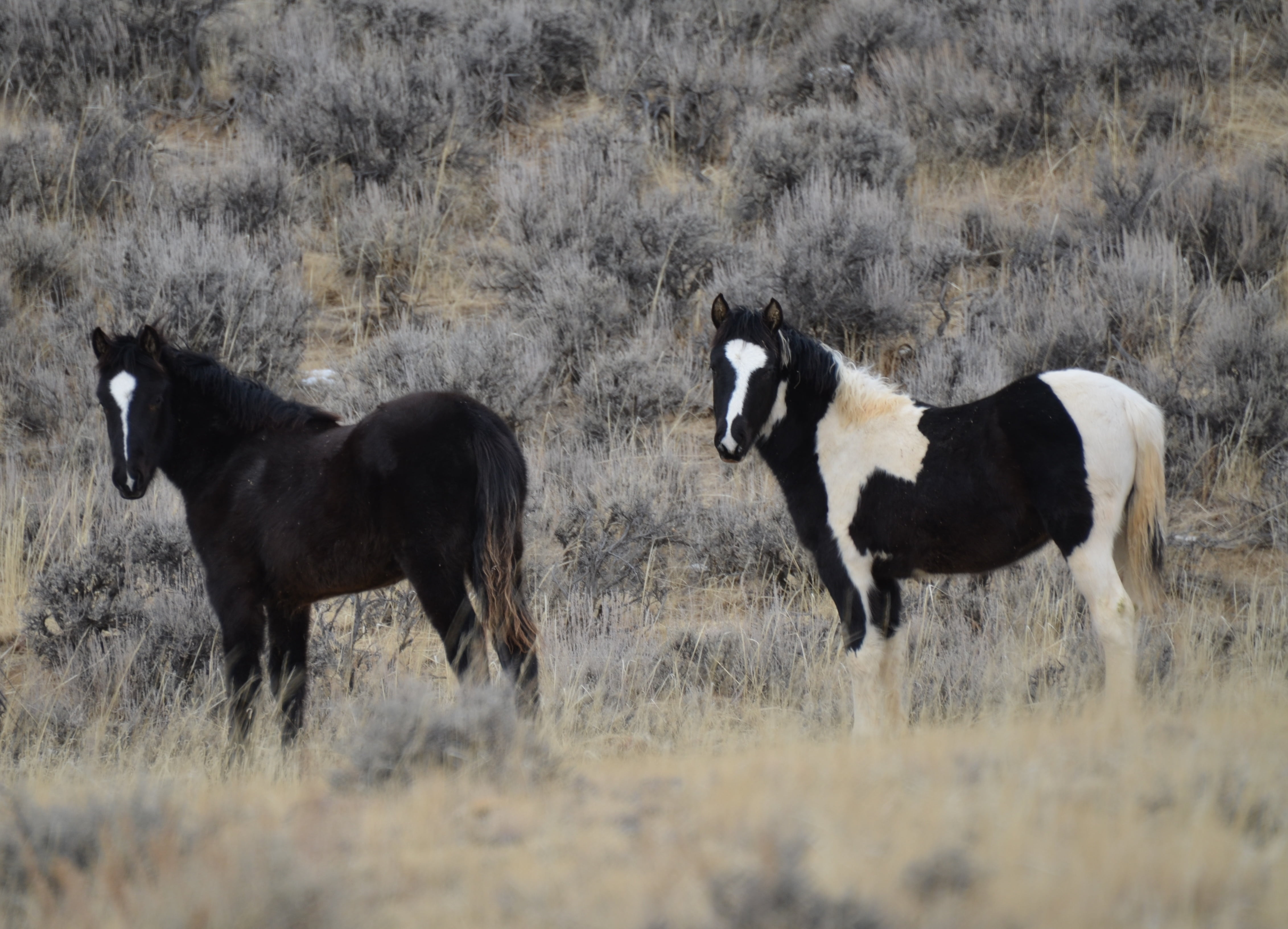 domestic, wild, domestic animals, pets, yearlings, day, wyoming, black color, animals in the wild, equine, nature, horses, grass, animal wildlife, two animals, HD Wallpaper