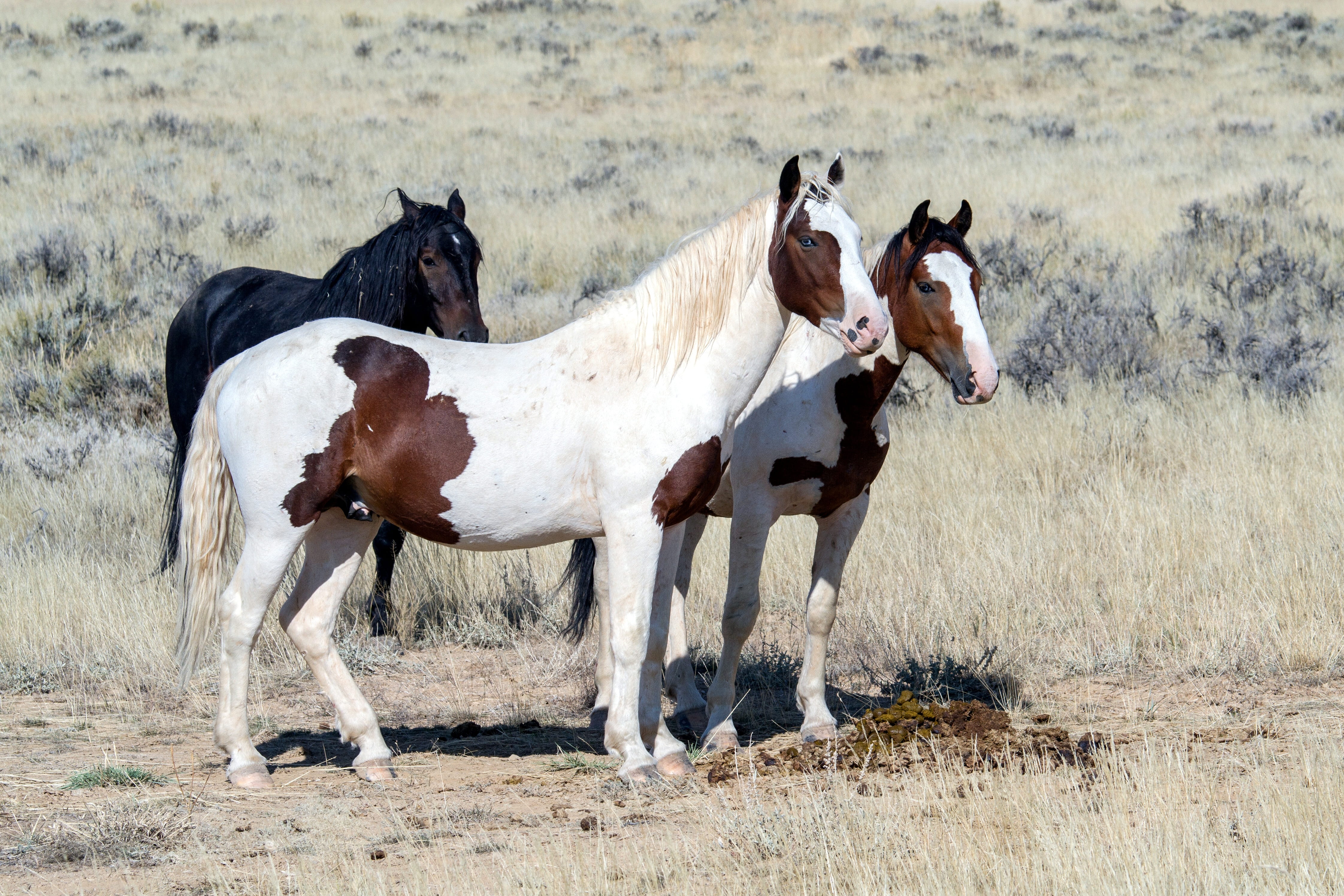 wild mustangs, grass, time, taking, plant, group of animals, two animals, vertebrate, person, horses, herbivorous, domestic animals, horse, three, mammal, HD Wallpaper