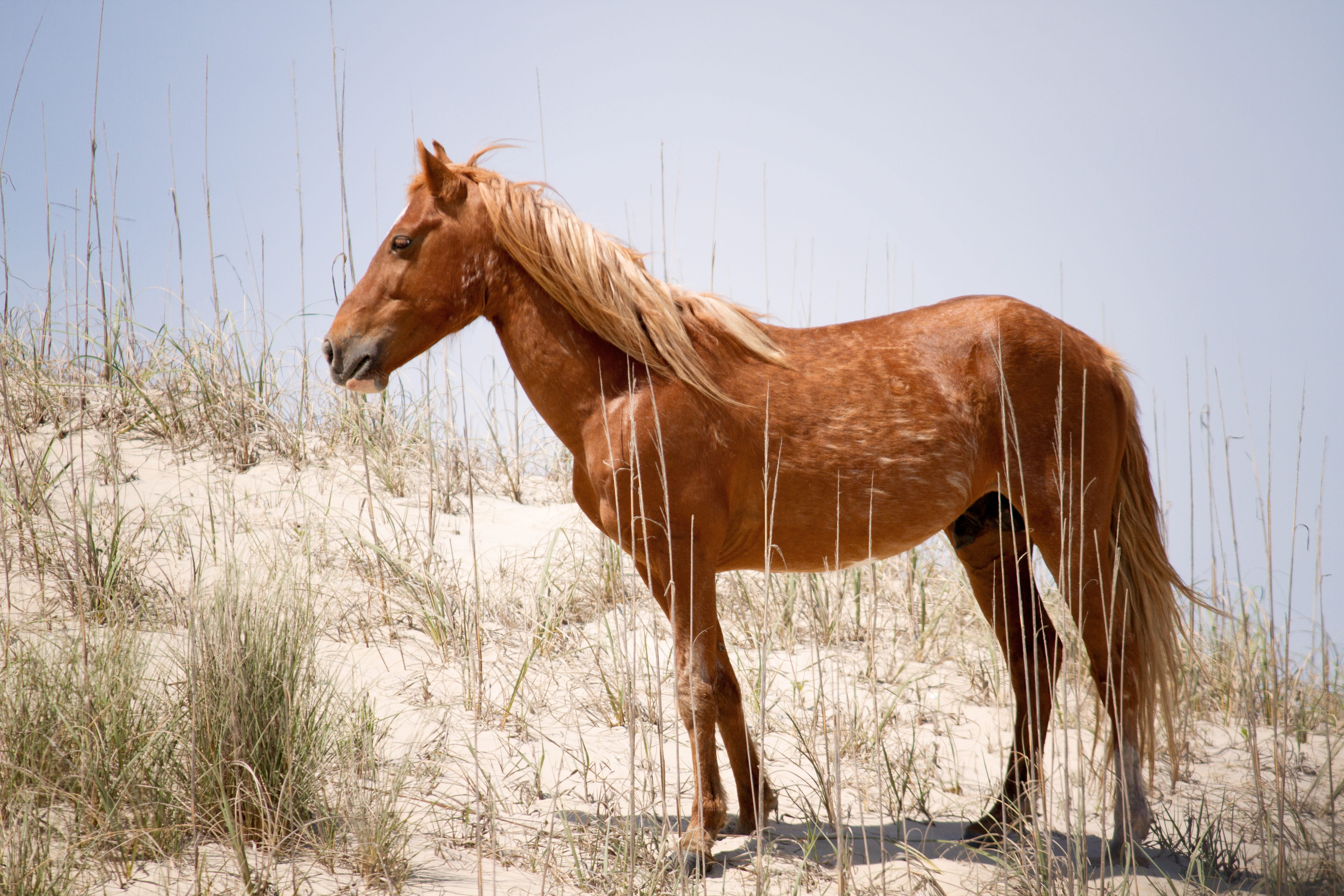 nature, 5K, dunes, stallion, field, obx, desert, mammal, brown, vertebrate, side view, wild horse, wildlife, daytime, animal wildlife, pets, outer banks, HD Wallpaper