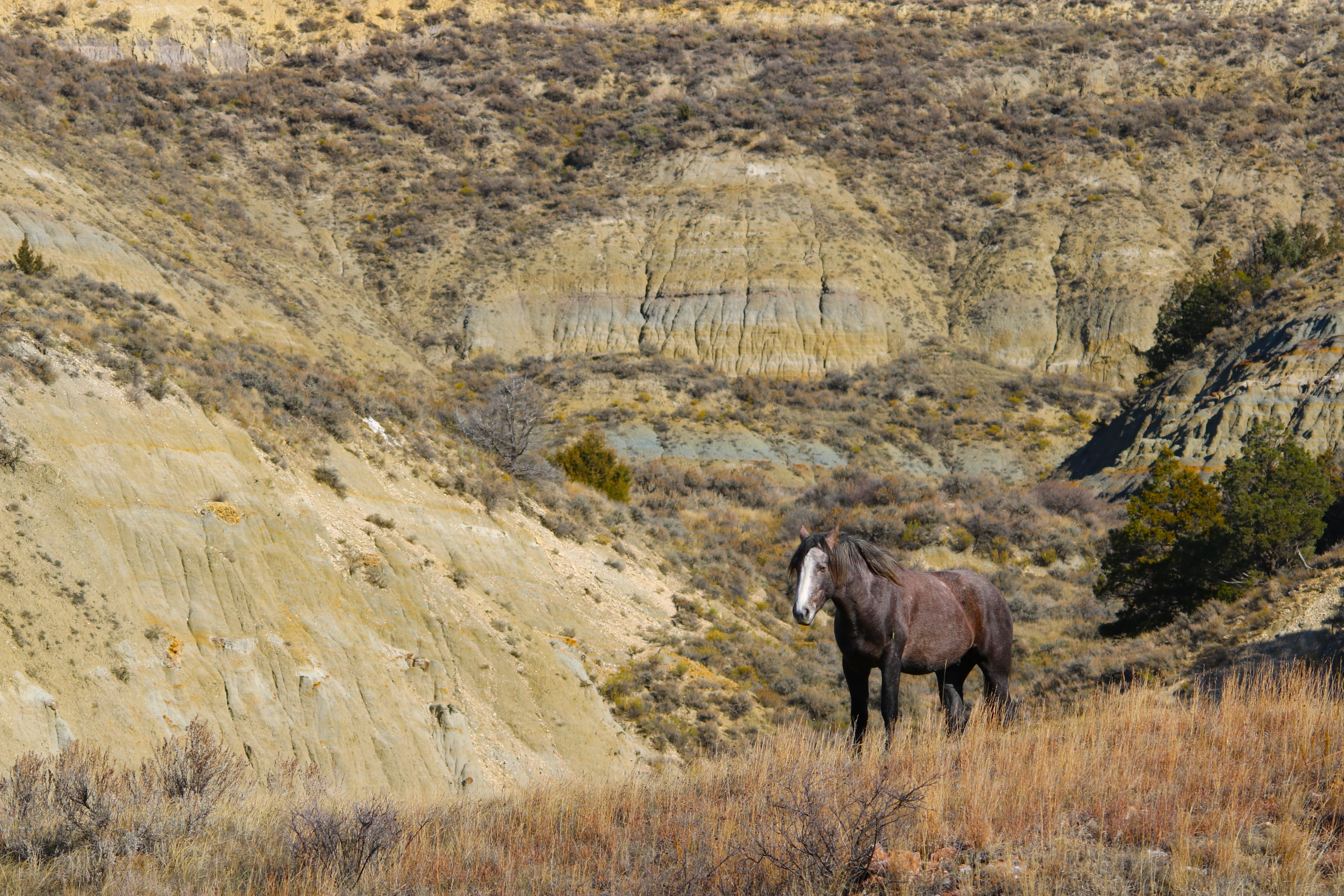 outdoors, mustang, america, vertebrate, north dakota, theodore roosevelt national park, animal wildlife, livestock, national Park, nature, stallion, animals In The Wild, HD Wallpaper