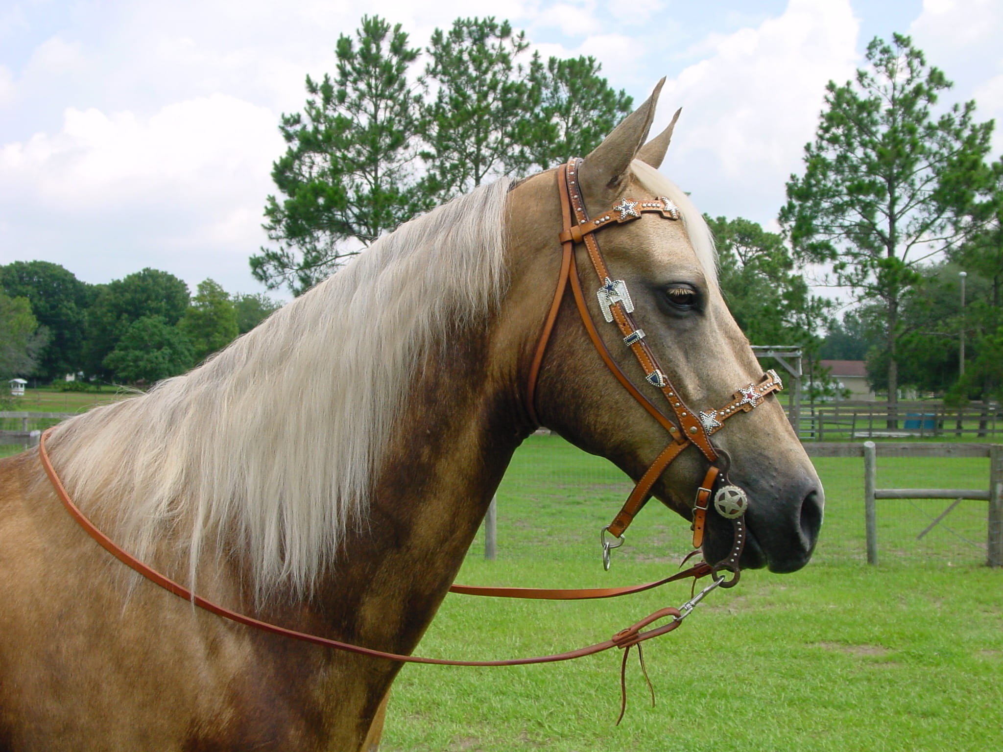 livestock, purebred, domestic animals, 1080P, thoroughbred, mustang, arabian, bronco, mount, mane, equestrian, leather strap, farm, vertebrate, pony, domestic, HD Wallpaper