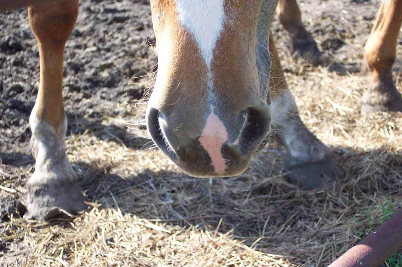 Mare, animal body part, herbivorous, pets, foal, Nose, standing, graze, nature, animal, animal head, grass, no people, day, 720P, land, livestock, racehorse, HD Wallpaper