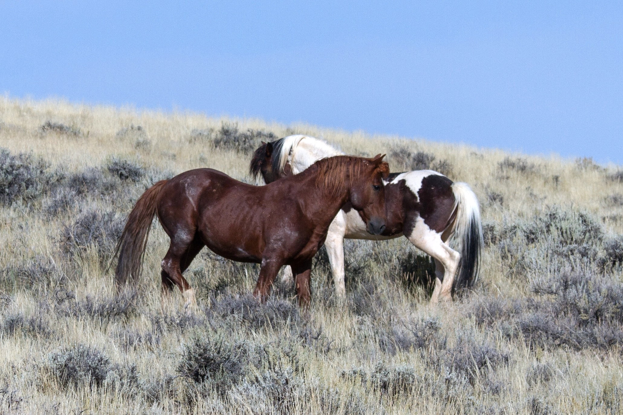 two animals, mammal, livestock, animal, field, landscape, outdoors, group of animals, wild mustangs, domestic animals, vertebrate, domestic, sky, animal wildlife, HD Wallpaper
