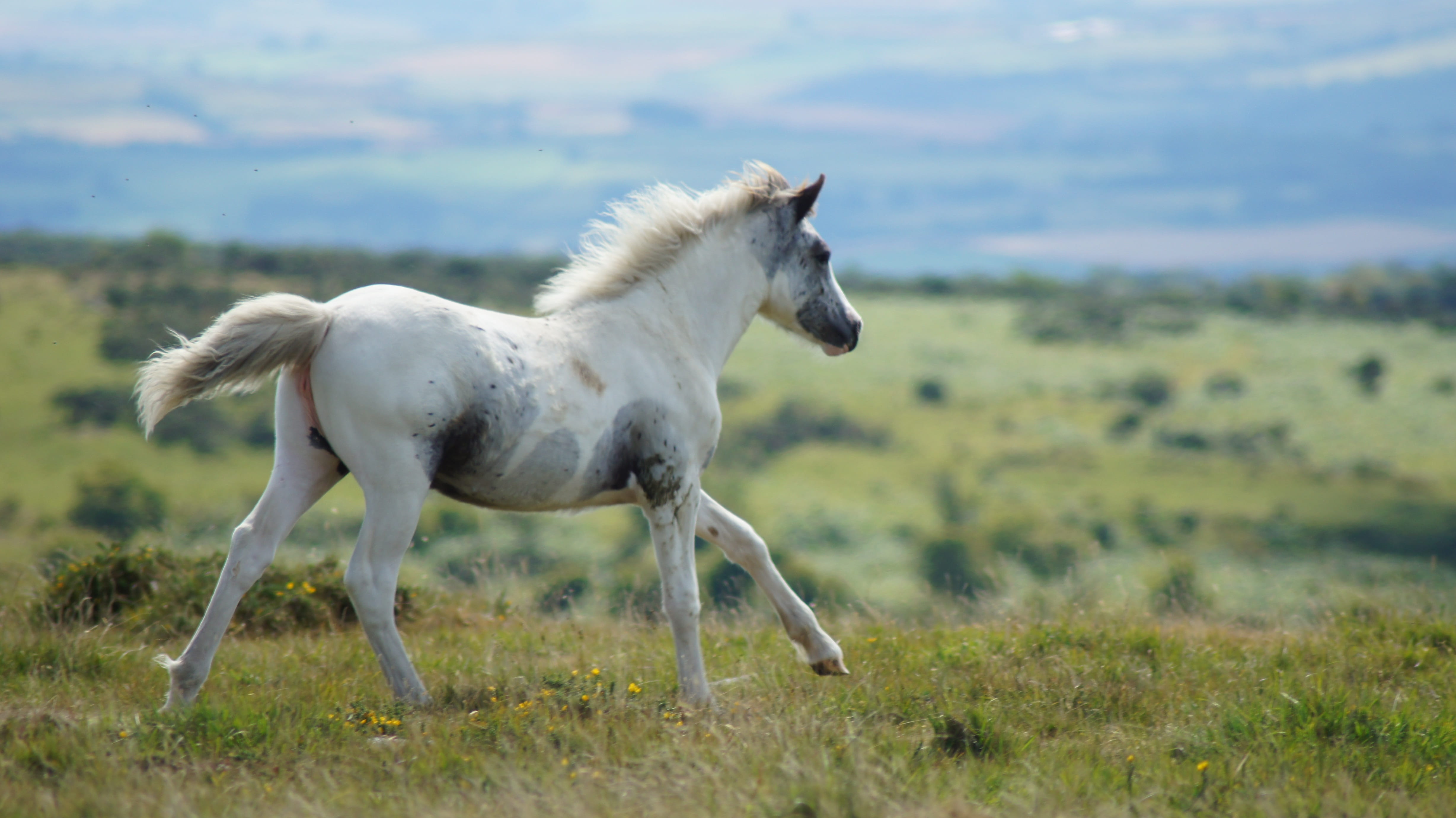 field, animal wildlife, pasture, grass, animal themes, nature, no people, mammal, plant, livestock, domestic animals, mustangs, wild horse, vertebrate, HD Wallpaper