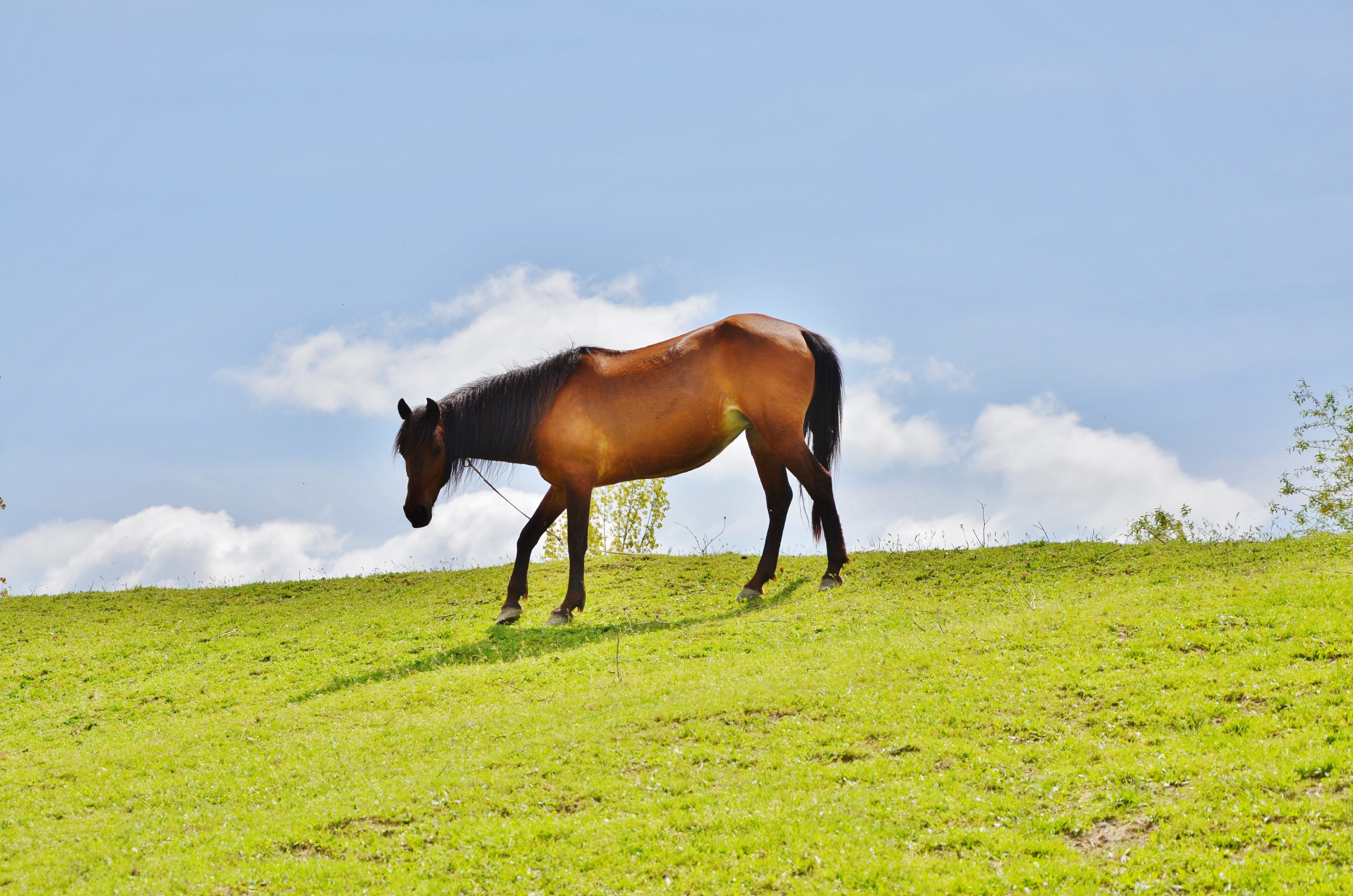 cloud - sky, animal, no people, 4K, domestic animals, run, plant, country, herbivorous, countryside, ranch, green color, day, outdoors, brown, mammal, HD Wallpaper