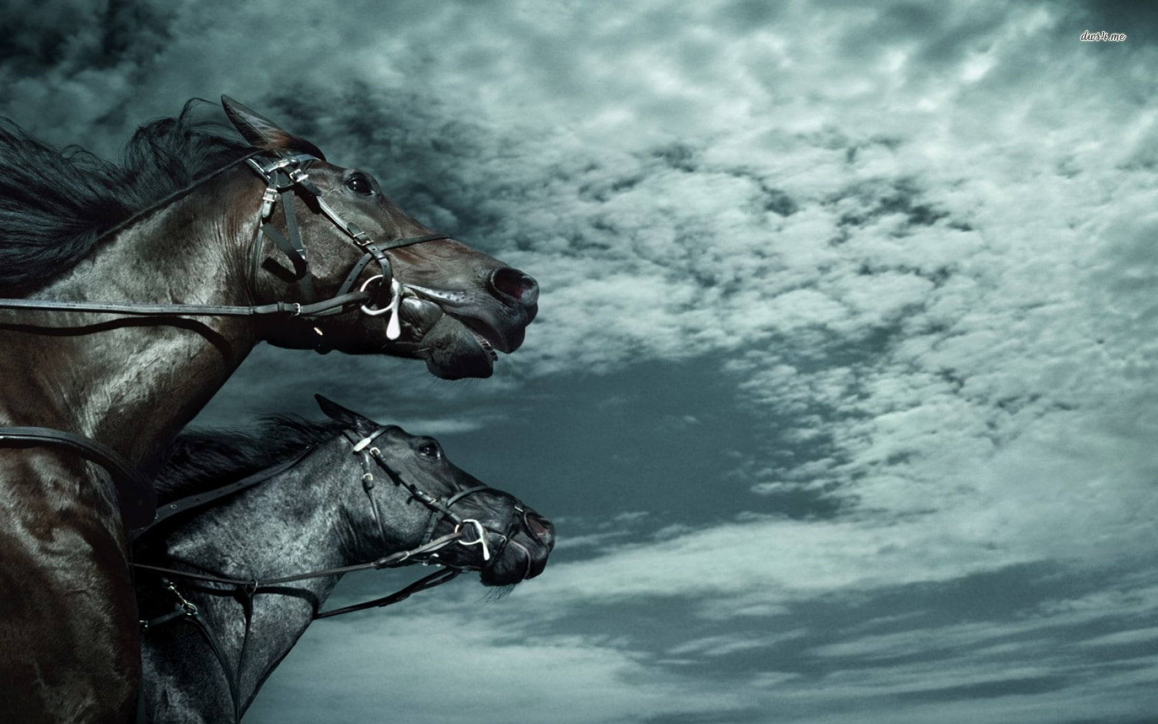 720P, Dark Horse, horse, animals, HD Wallpaper