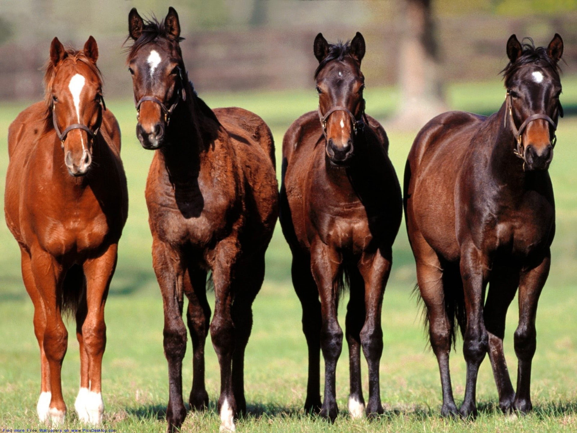nature, 1080P, domestic, horses, domestic animals, land, animals, herbivorous, animal, field, plant, horse, day, animal wildlife, animal themes, four, HD Wallpaper