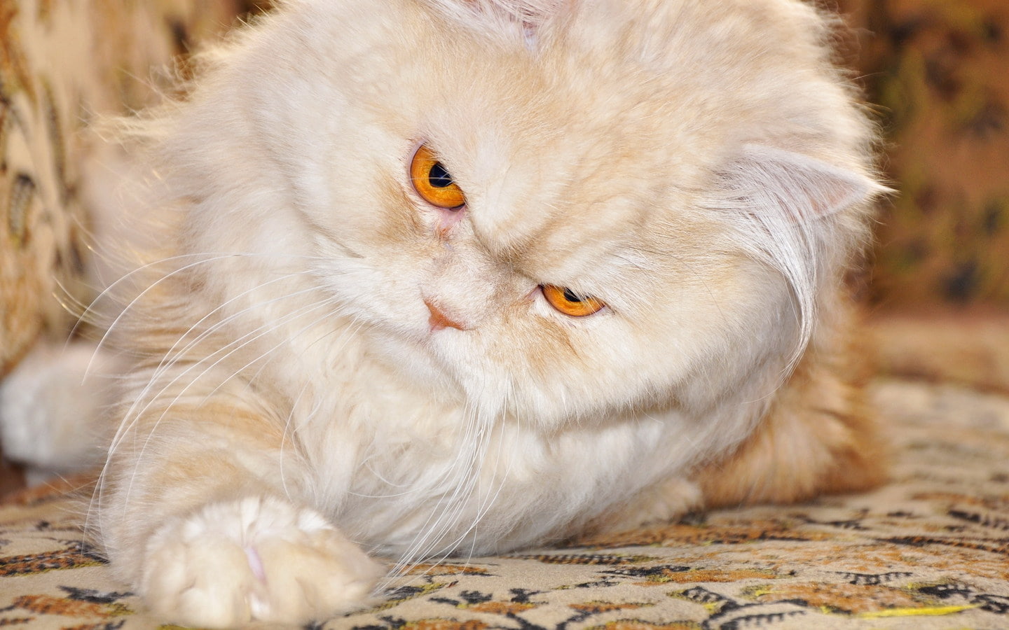 Grumpy Cat, cat, Persian Cat, carpet, 720P, HD Wallpaper