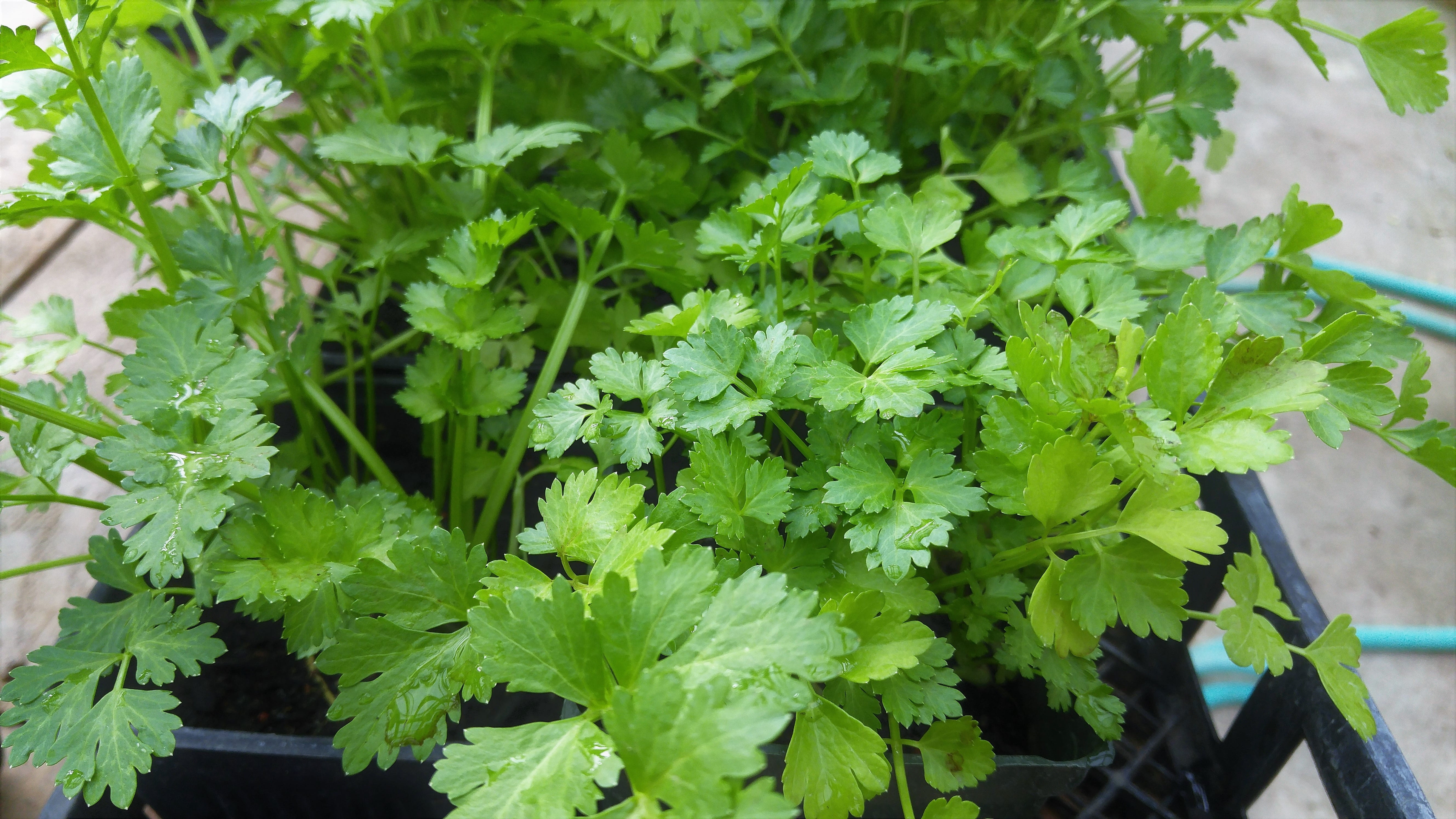 close-up, food and drink, coriander, outdoors, plant, healthy eating, pasrley, Leafy, beauty in nature, 5K, growth, fresh, Cilantro, wellbeing, leaf, garden, HD Wallpaper