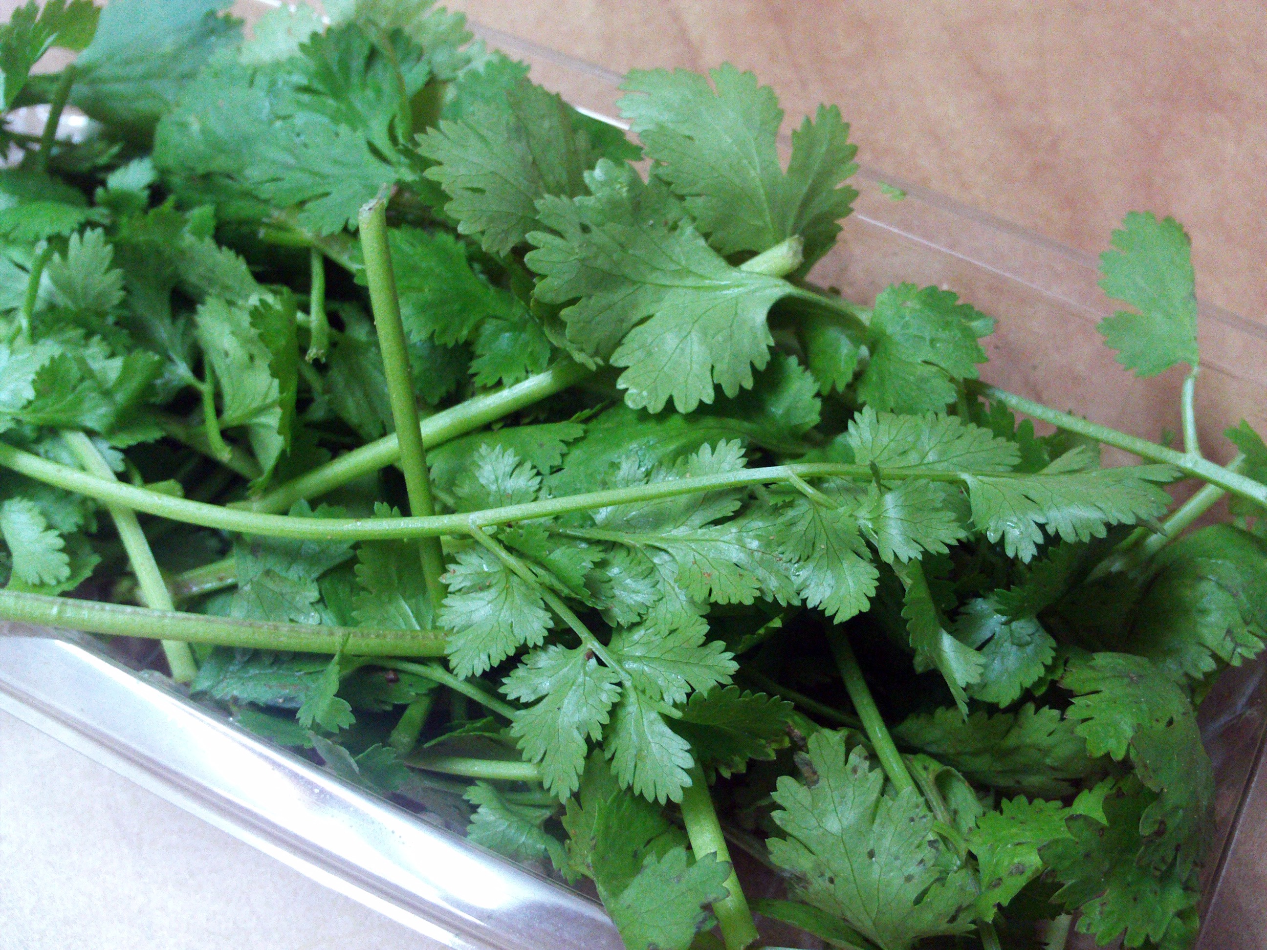 day, leaf, indoors, plant part, food and drink, vegetable, 2K, herb, growth, high angle view, aromatic herbs, no people, parsley, green, cilantro, spices, HD Wallpaper