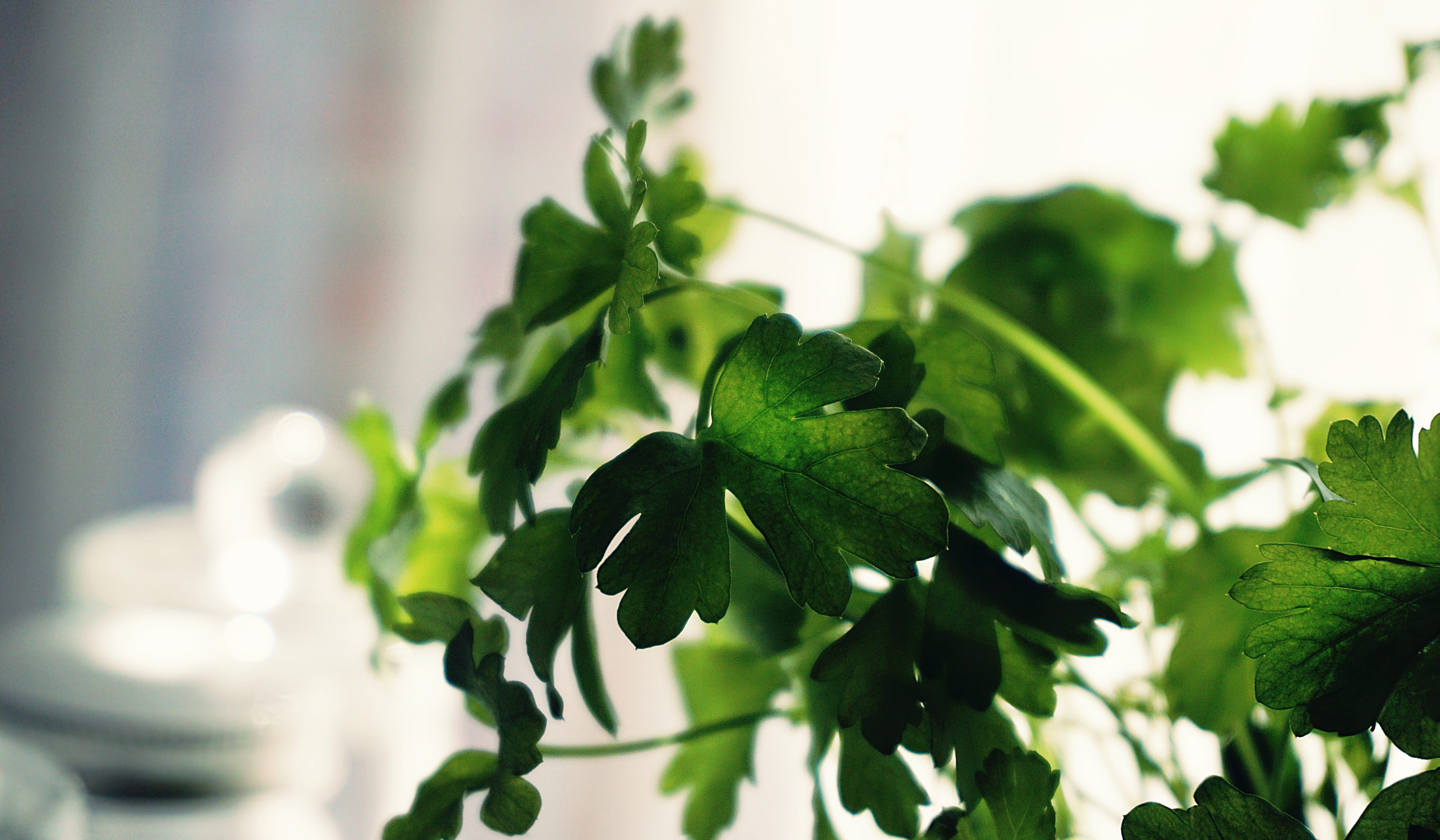 natural, nature, photography, flora, indoors, no people, green color, leaf, plant part, focus, healthy eating, leaves, 5K, herb, parsley, food and drink, HD Wallpaper