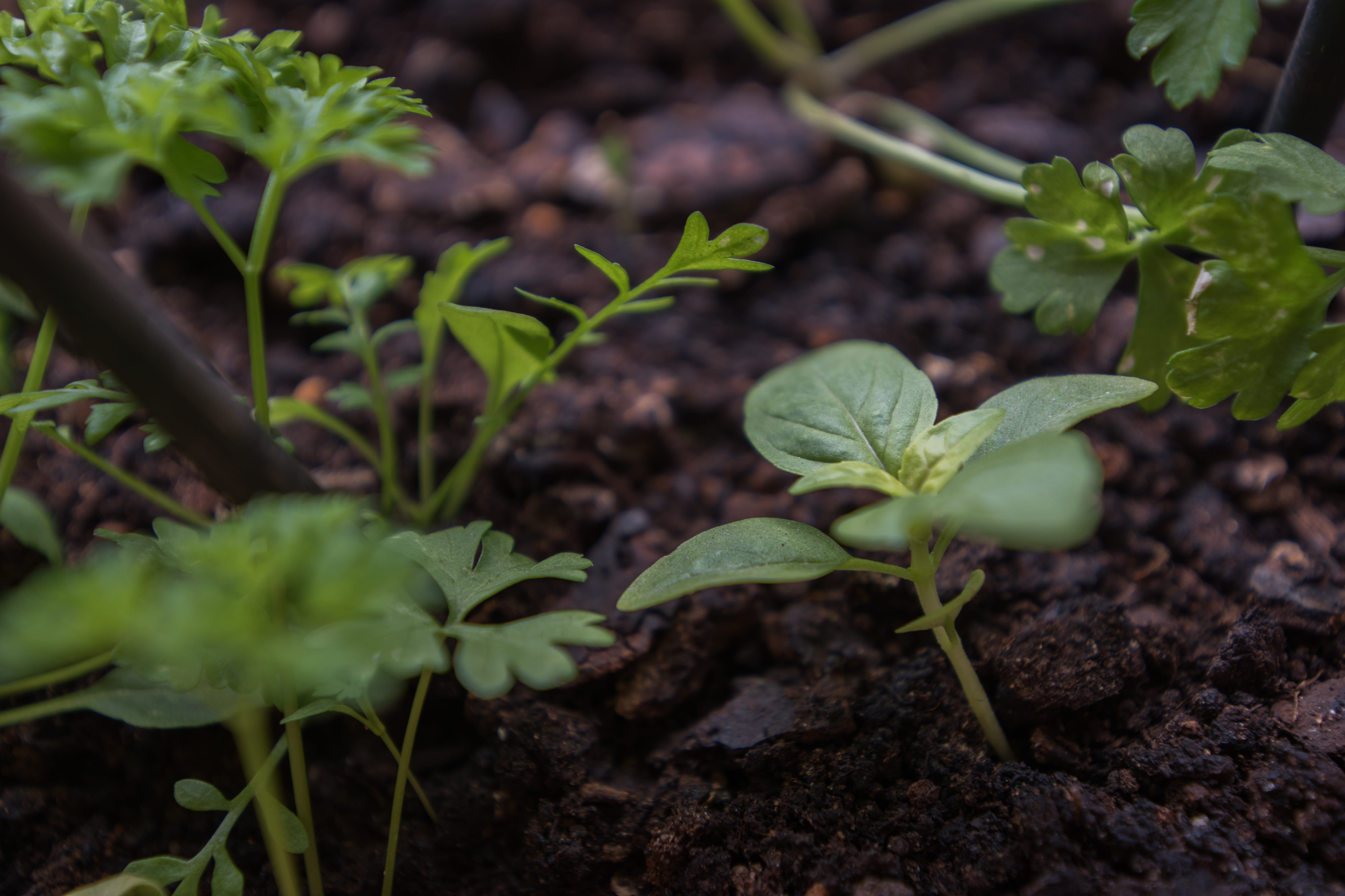 vegetables, plants, plantation, lebanon, freshness, vulnerability, plant, no people, wood, selective focus, roots, basil, botany, dirt, soil, close-up, HD Wallpaper