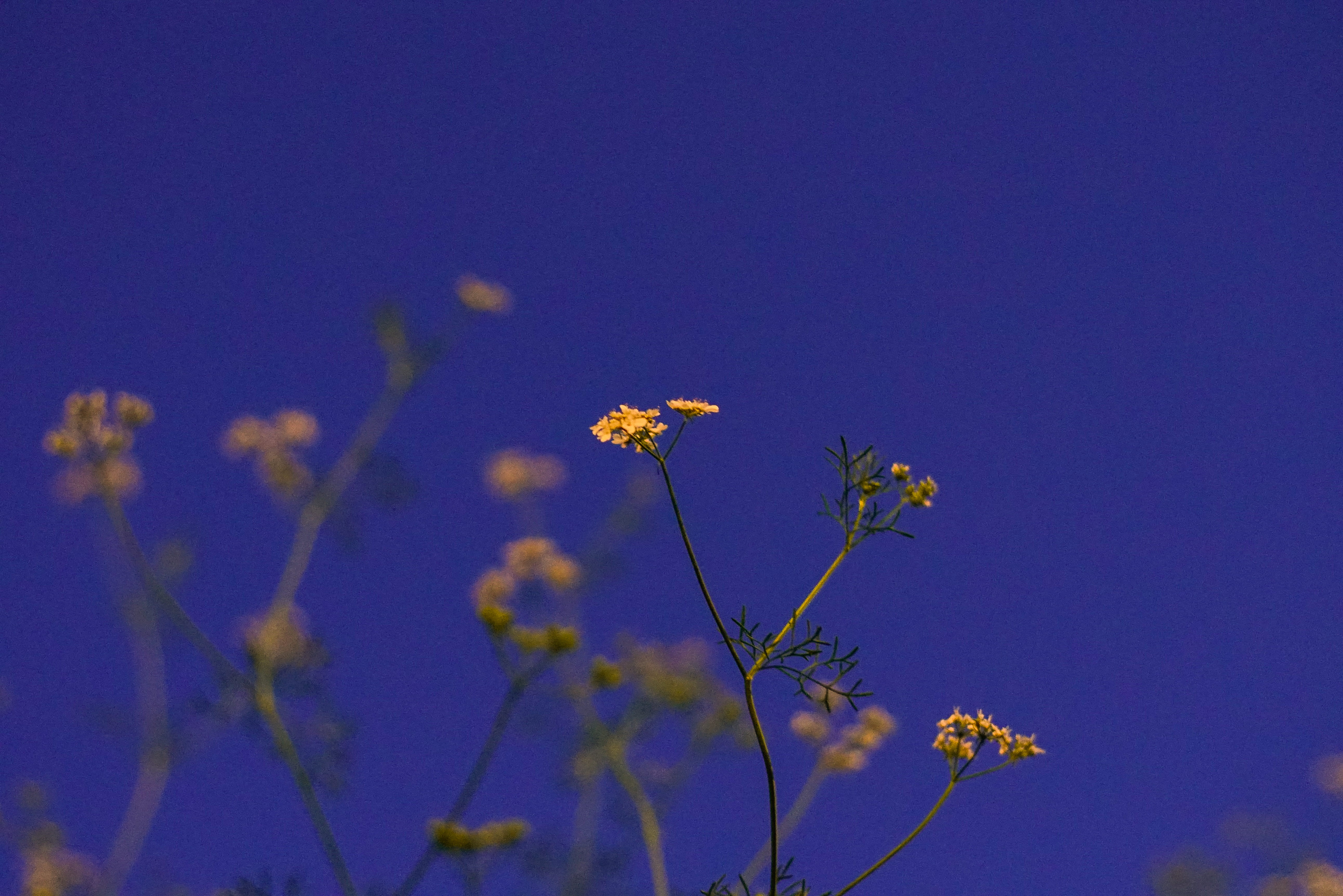 outdoors, sony, nature, flower head, plant stem, blue, cilantro, sky, growth, focus on foreground, vulnerability, worcester, tree, purple, flowering plant, HD Wallpaper