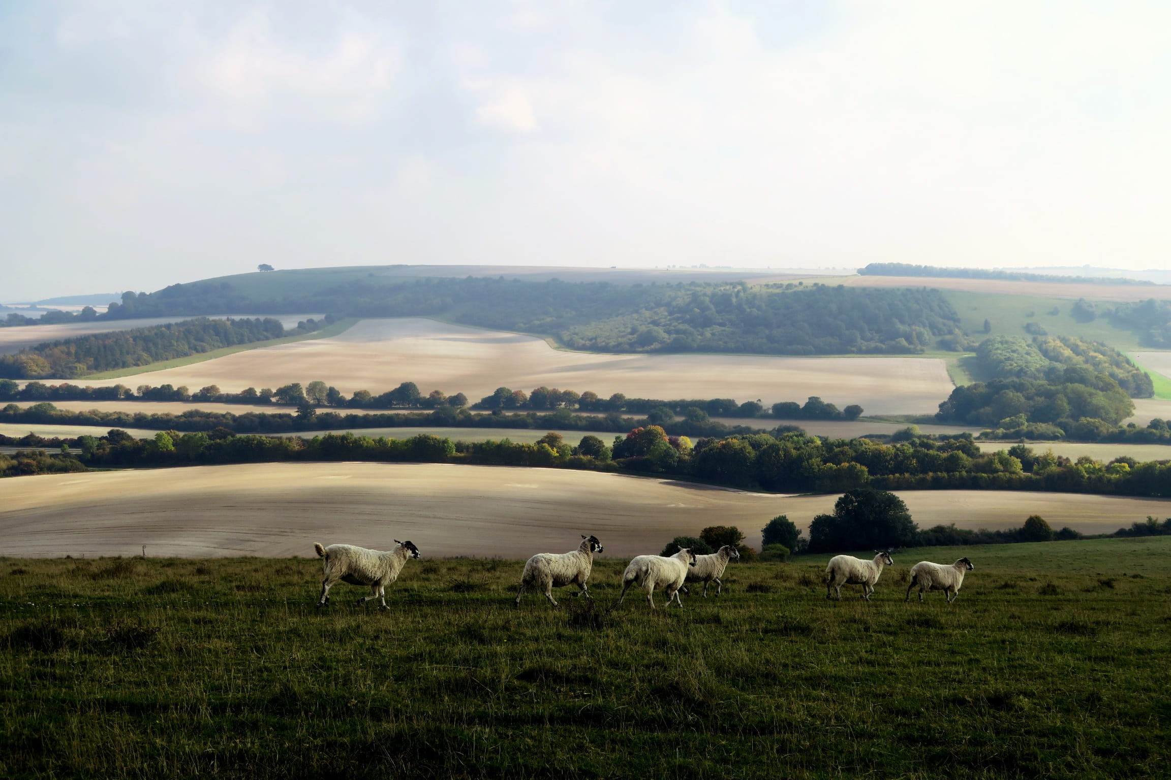 group, meadow, group of animals, farm, scenics, landscape photography, landscape, domestic animals, sheet, vertebrate, mammal, green Color, tree, sheeps, HD Wallpaper