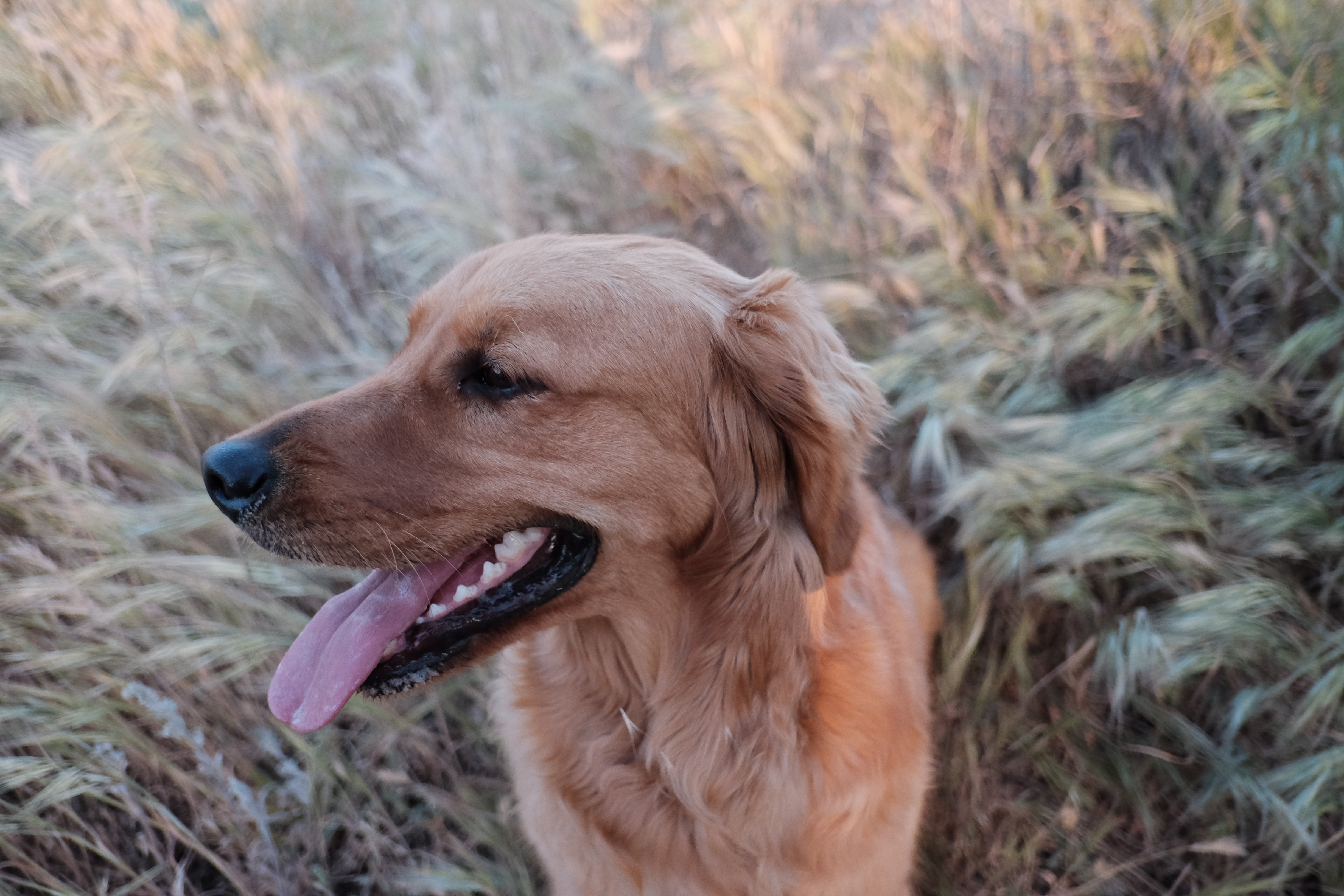 pets, canine, white, standing, field, furry, love, dog, cute, nature, day, 4K, golden, feline, pet, one animal, looking away, animal, looking, mammal, HD Wallpaper